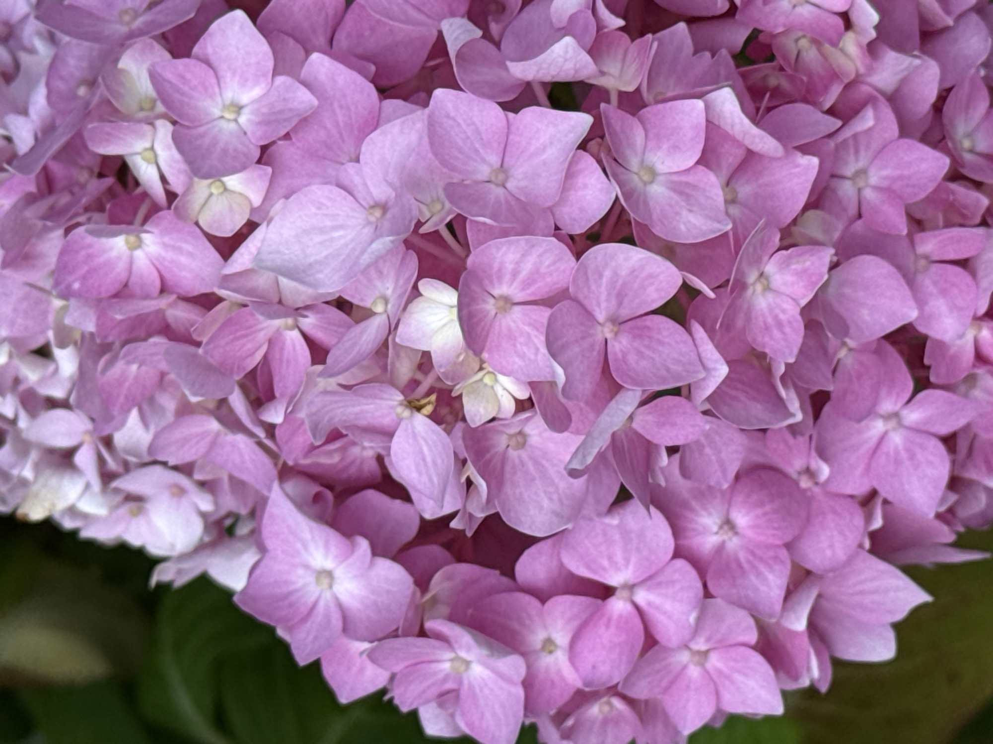 The image is a close-up, vertical shot of a cluster of pink hydrangea flowers. The flowers are tightly packed together, with some slightly blurred in the foreground and background. Each individual flower has four petals and a small, light-colored center. The petals have a soft, velvety texture and range in shade from pale pink to a deeper magenta. The lighting is soft, highlighting the delicate details of the petals and creating subtle shadows that give the blooms depth. A blurred green background suggests foliage. There is no indication of the city of Sochi, Russia, in this image.