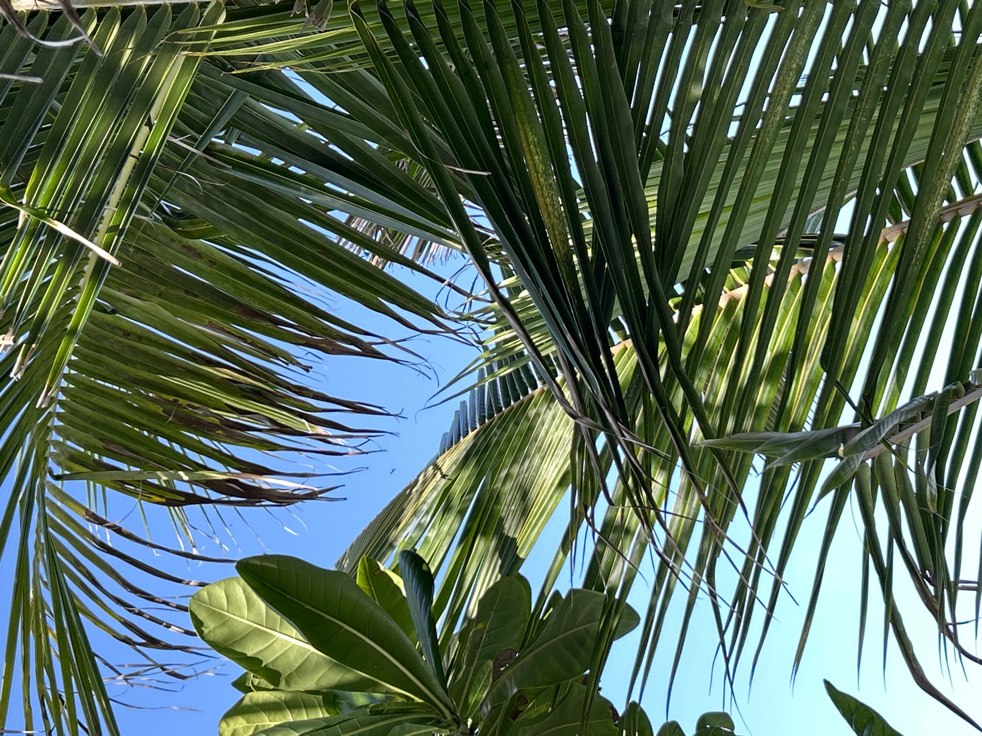 The image shows a close-up view of palm fronds against a clear blue sky. The fronds are a vibrant green, with some showing brown tips, suggesting they may be aging or have been exposed to the sun. Sunlight filters through the fronds, creating patterns of light and shadow. The background is a uniform, cloudless blue sky, indicating fair weather. The perspective is looking upwards from beneath the trees. There are no people or man-made objects visible in the frame, suggesting a natural outdoor setting. The composition is dominated by the textures and shapes of the palm leaves. This scene could be found in many tropical locations, including Tambon Phru Nai, Thailand, known for its lush vegetation and coastal areas.