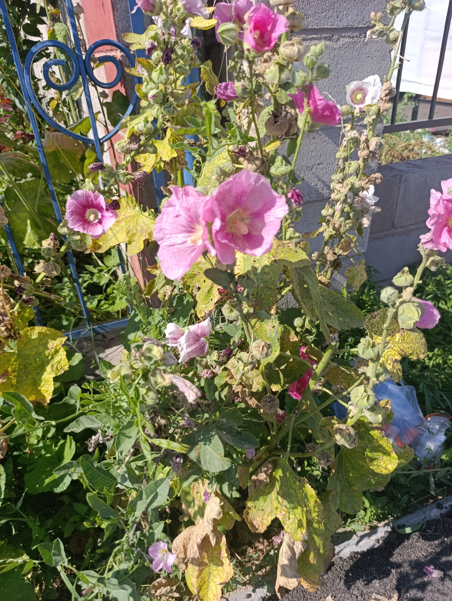 A close-up, eye-level outdoor shot features pink and white hollyhock flowers in various stages of bloom and decay, along with green leaves and seed pods. Some leaves are yellowed and appear diseased, while others are vibrantly green. The flowers are attached to tall, green stalks. In the background, a blue metal fence with swirling decorative elements is visible, partially obscured by the plants. Behind the fence, a portion of a red and grey brick wall can be seen. Further in the background, a grey concrete structure runs horizontally, and a black metal fence is visible. The ground is covered with dark soil and green grass. This scene is located in Bosteri, Kyrgyzstan.
