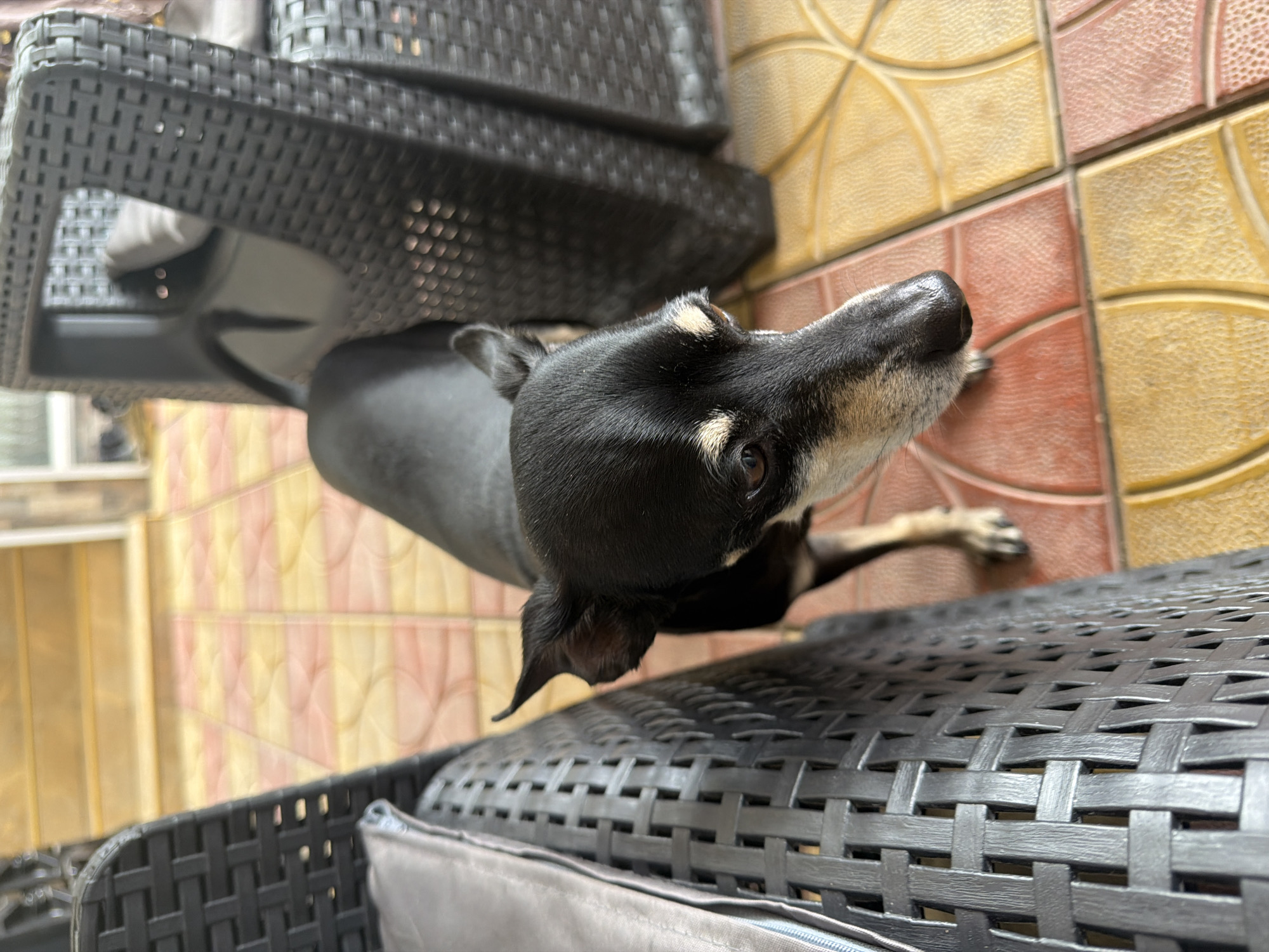 A small, black and tan dog is the central subject, captured from an overhead perspective looking attentively upwards and to the right of the frame. The dog has short, sleek black fur with distinctive tan markings above its eyes, on its snout, chest, and parts of its legs. Its ears are small and partially erect, and its dark eyes convey alertness.
The scene appears to be an outdoor patio or balcony in Dragor, Bulgaria. In the foreground and to the left, there is a piece of dark grey or black synthetic woven outdoor furniture, possibly a chair or bench, with a prominent criss-cross texture. A soft, grey cushion or material is visible on or under this furniture. The ground is a tiled floor, oriented diagonally across the image. The square tiles alternate between vibrant yellow and reddish-orange hues, each featuring a raised, circular pattern that adds texture. The area is brightly lit, suggesting it is daytime. No text is visible in the media file.
