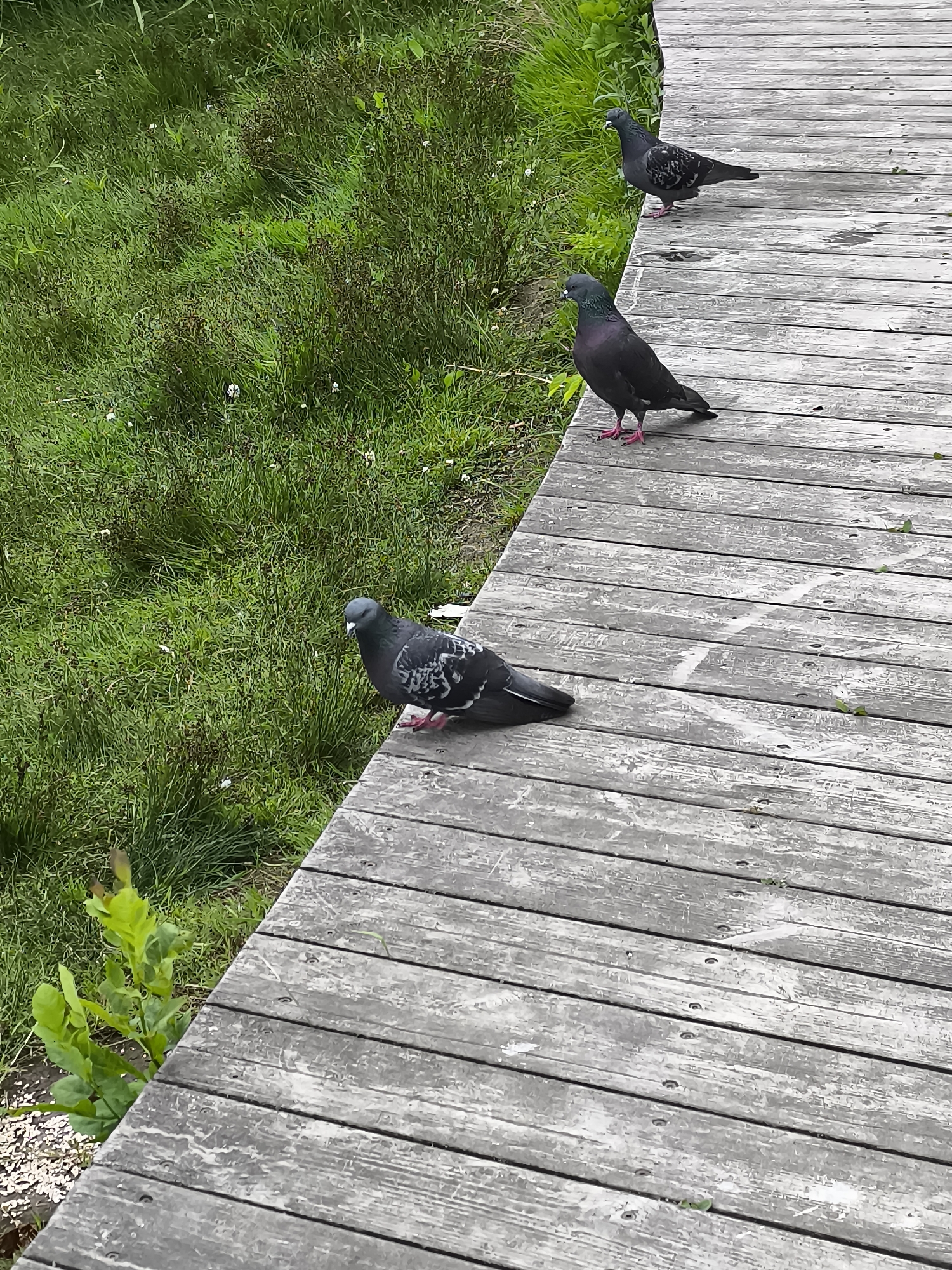 Three pigeons are visible on a wooden boardwalk. The boardwalk runs diagonally across the image from the bottom left to the top right. To the left of the boardwalk is a grassy area with some small green plants. The pigeons are dark in color with some lighter markings on their wings and chests. One pigeon is closer to the foreground and is facing the camera. The other two pigeons are further up the boardwalk. The scene appears to be in an outdoor urban or park environment. The image does not provide any specific clues to indicate the location is Klaipėda, Lithuania.