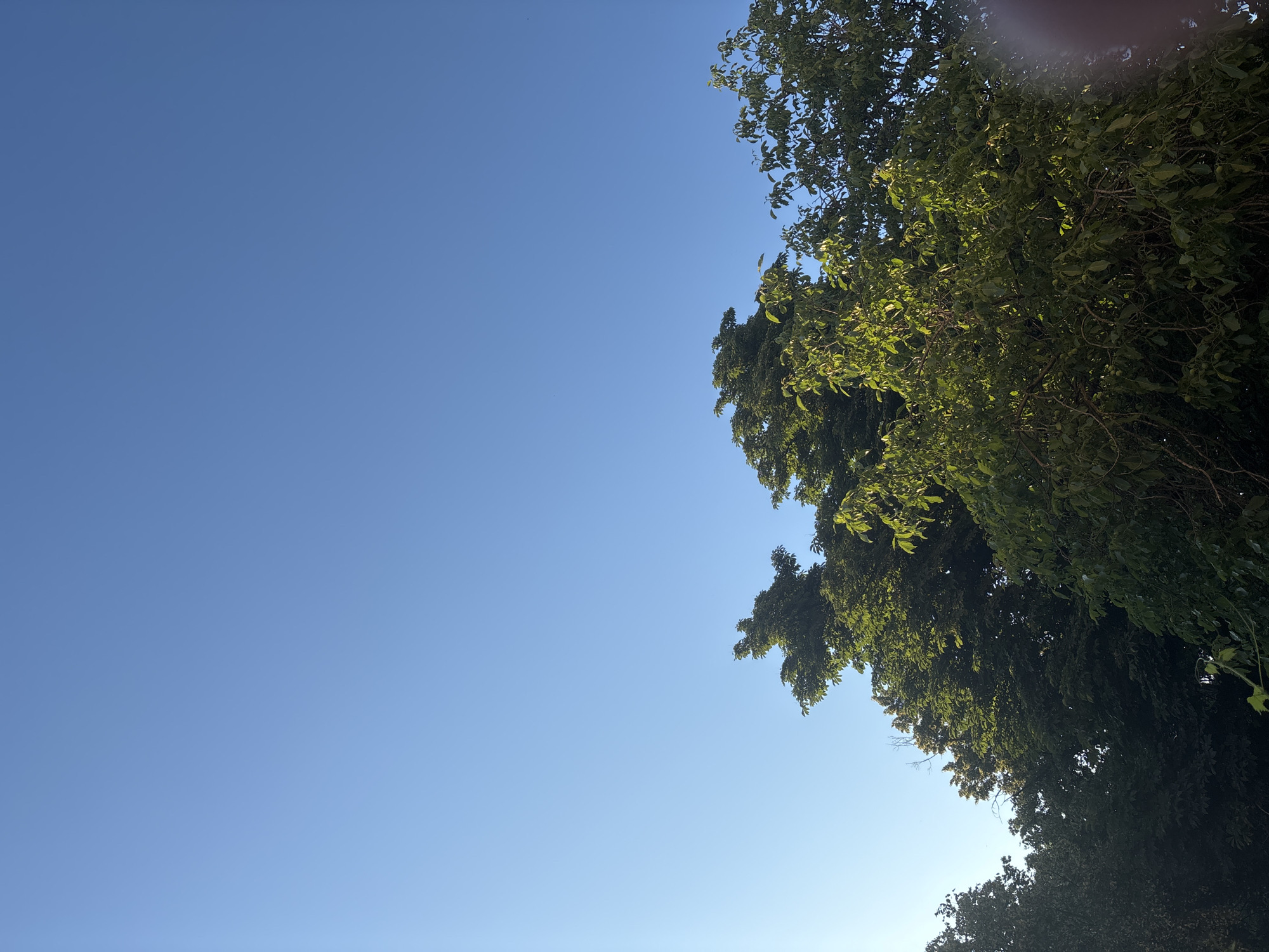 A low-angle shot captures the tops of several lush, green trees against a clear, bright blue sky. The sunlight illuminates the leaves, creating a vibrant contrast between the dark shadows and the sunlit foliage. The trees appear to be full and healthy, with branches reaching upwards towards the sky. The scene suggests a natural outdoor setting, possibly a park or a residential area with mature trees.