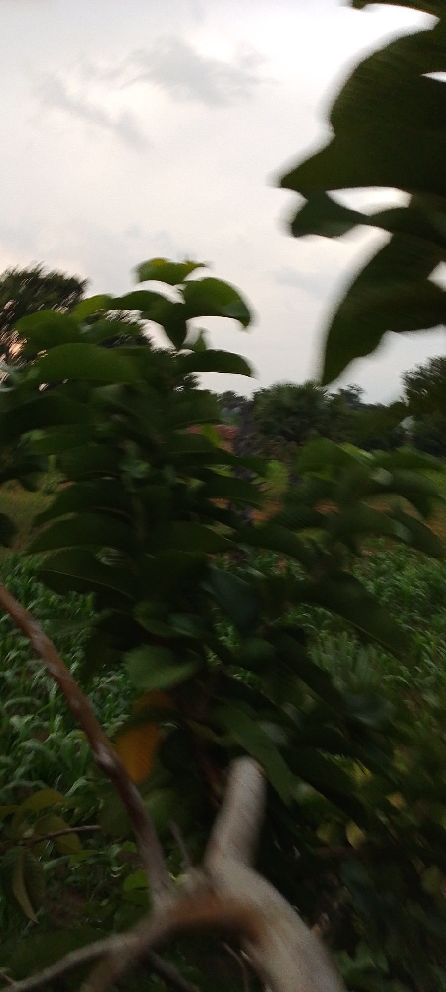 The image depicts a close-up view of lush green foliage against a hazy, overcast sky. The foreground is dominated by large, dark green leaves, some of which are blurred due to motion, suggesting movement or an attempt to capture a dynamic scene. A rough, light-brown branch traverses the lower portion of the frame. In the background, a field of what appears to be crops, possibly corn, is visible, with more trees forming a dense line along the horizon. The overall impression is of an outdoor environment, likely rural, given the presence of crops and vegetation. The image was taken in Kamantan, Nigeria.