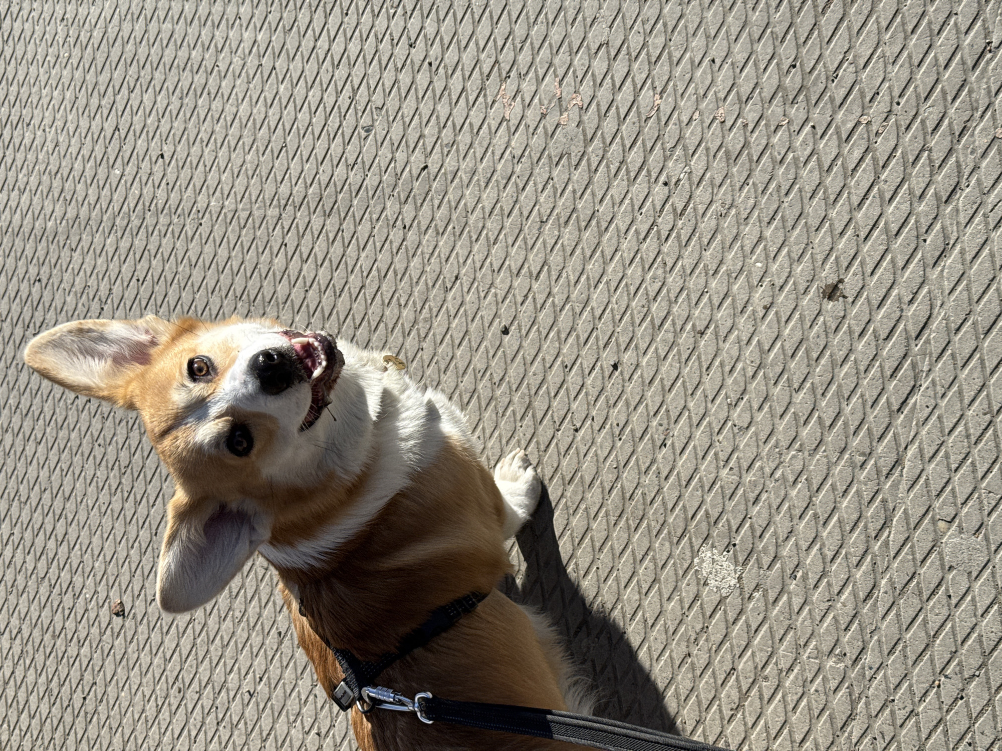 A Pembroke Welsh Corgi dog is captured in a close-up, high-angle shot, looking directly up at the camera. The dog, predominantly tan and white, has its mouth slightly open, revealing its teeth and a pink tongue, suggesting a happy or panting expression. Its ears are perked up and alert. A black harness is visible on its chest, with a black leash featuring a metallic clasp extending from it towards the bottom right of the frame, indicating the dog is on a walk.
The setting is outdoors on a sunny day, characterized by strong, directional light casting clear shadows, including a prominent shadow of the dog. The ground beneath the dog is a light grey surface with a distinct, repeating diamond-grid pattern, possibly textured concrete or a patterned metal grate. No visible text is present in the image. This scene is set in Borzya, Russia.