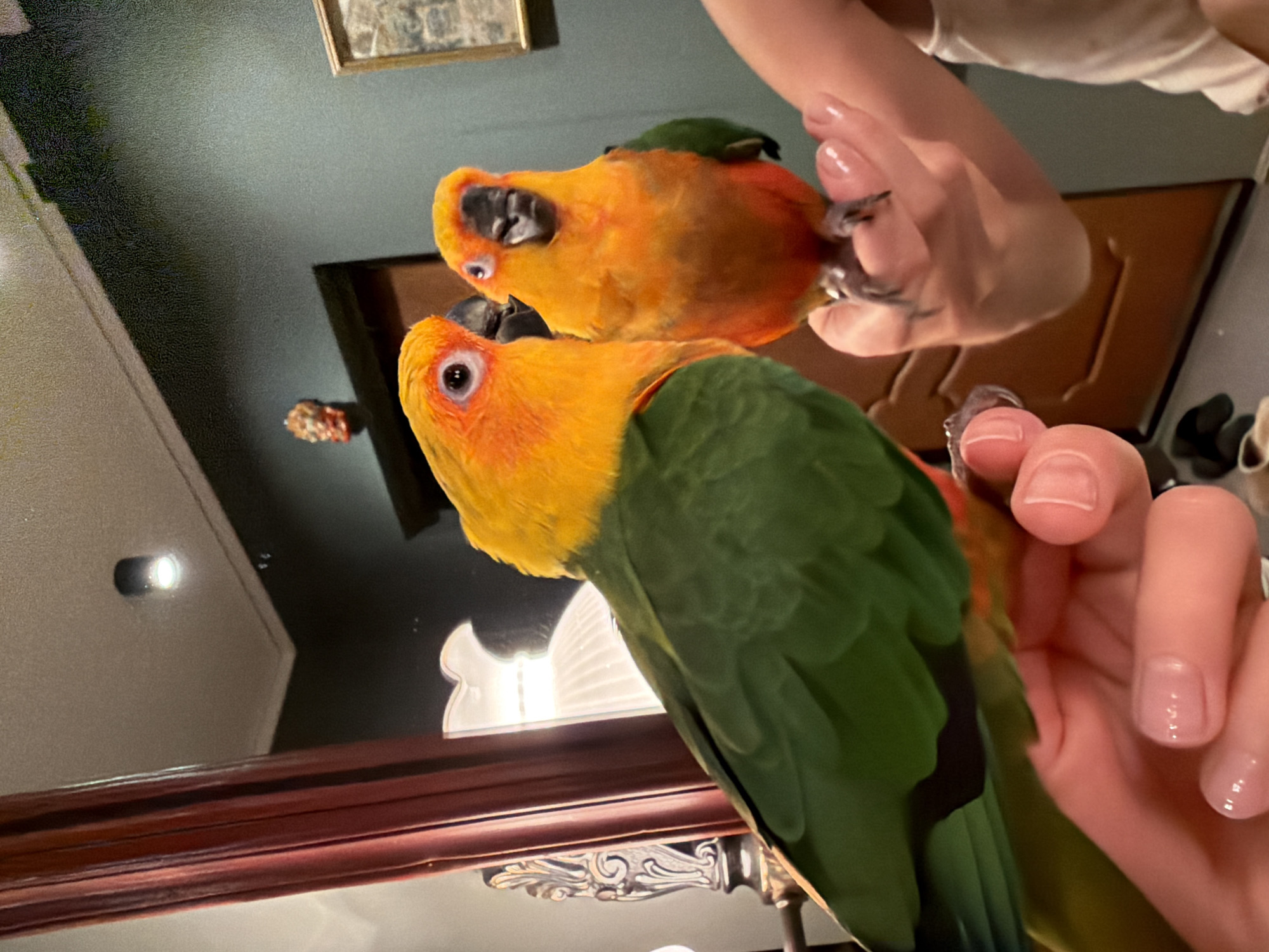A medium-shot photograph depicts an orange and green parrot perched on a hand, facing slightly left. The parrot's reflection is visible in the mirror surface beneath, showing the hand from a different angle. The hand holding the parrot has manicured nails with a clear, glossy finish. A dark wooden framed mirror is partially visible, reflecting a light fixture. The location is not discernible from the image; therefore, the city of Khimki, Russia, cannot be confirmed.