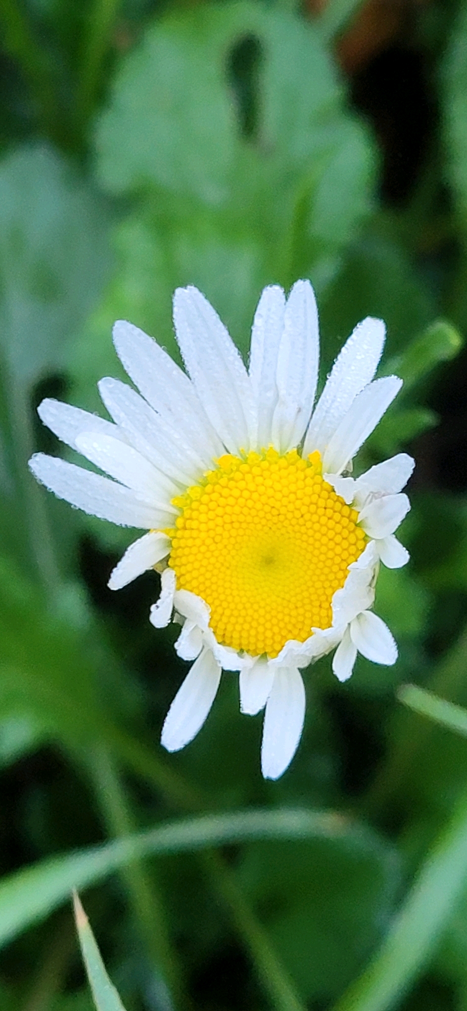 A close-up, top-down, vertical shot shows a single daisy flower with white petals and a yellow center, set against a blurred green background of foliage. Tiny water droplets are visible on the white petals. The flower is positioned in the center of the frame, with its petals curving slightly inward. The background consists of out-of-focus green leaves and some darker shadows, suggesting an outdoor environment. The lighting appears natural and soft, highlighting the delicate details of the flower.