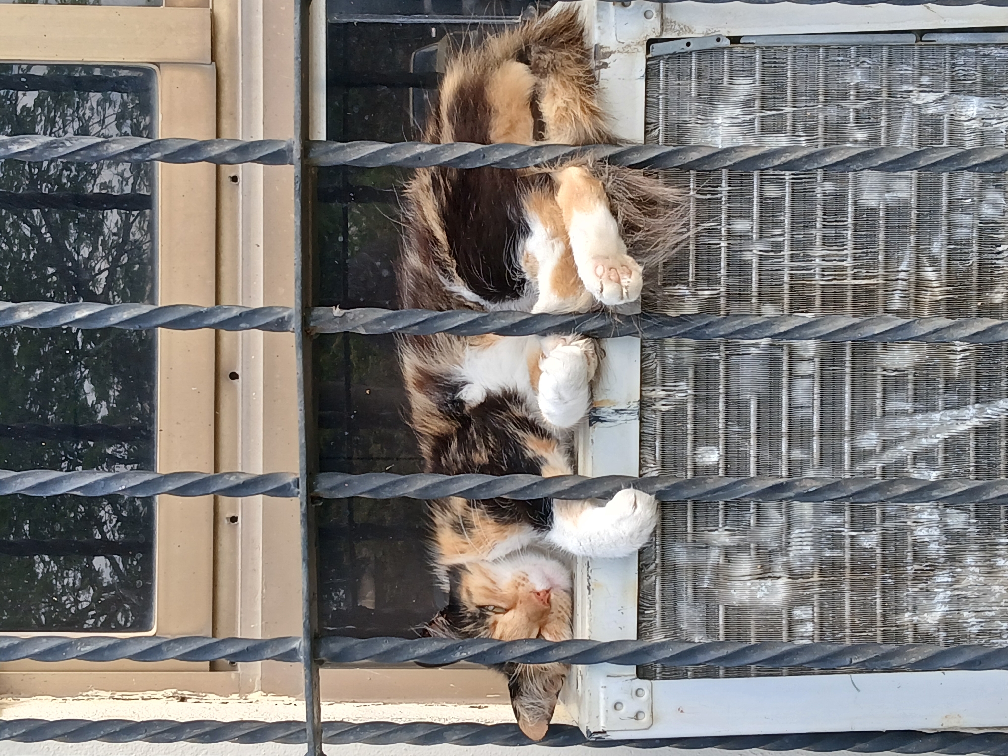 A calico cat is captured in a close-up, outdoor scene, resting on a narrow ledge or platform. The cat, with its distinctive patches of white, orange/tan, and dark brown/black fur, is lying on its back or side, appearing relaxed and comfortable. Its face, featuring a pink nose and light-colored eyes, is visible, looking towards the camera. Its paws are curled, and its tail hangs down.
The cat is positioned behind a set of dark, twisted metal security bars, which run horizontally across the frame and partially obscure the view of the cat and the background. To the immediate right of the cat, and behind the bars, is the metal grate or finned coil of what appears to be an outdoor air conditioning unit, showing signs of wear and dirt. To the left, also behind the bars, is a window with a light-colored frame. The window glass reflects the intricate patterns of tree branches and foliage, suggesting a natural environment nearby.
The scene is brightly lit by natural sunlight, indicating it is daytime and sunny. The overall impression is one of a peaceful moment for the cat, perhaps seeking warmth or a comfortable spot in Ciudad Guayana, Venezuela. There is no visible text in the image.