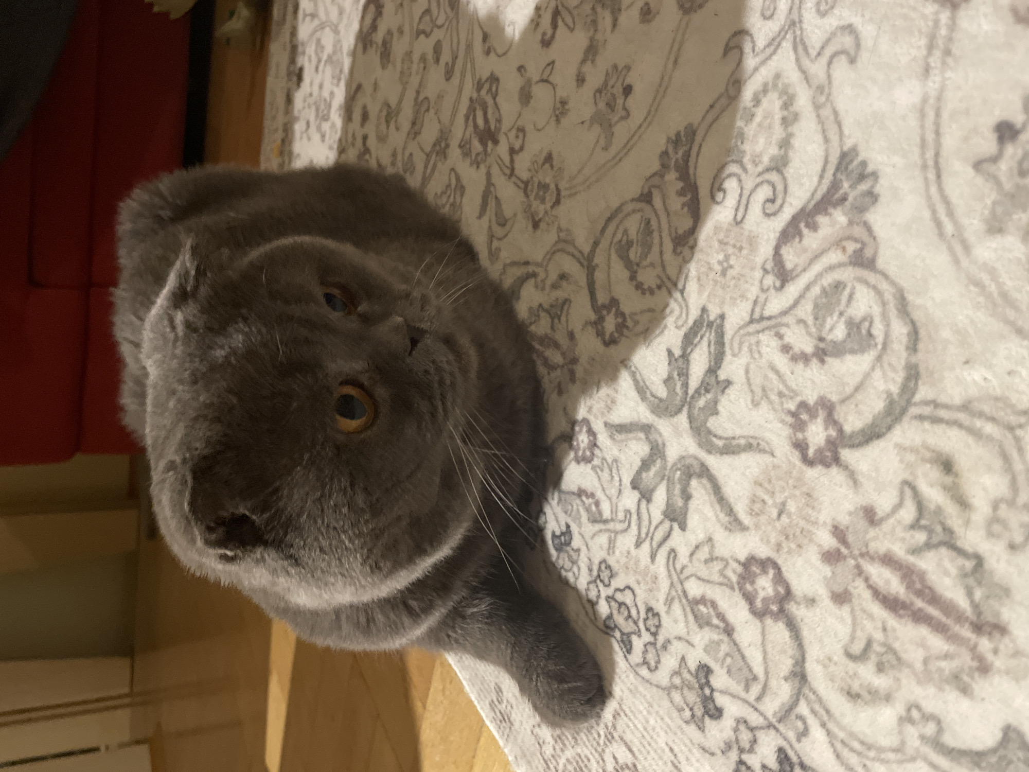 A gray Scottish Fold cat is lying on a patterned rug. The cat is facing the camera and has yellow eyes. The rug has a light-colored background with gray and brown floral patterns. The flooring next to the rug appears to be hardwood. A portion of a dark object is visible in the upper left corner of the image. The location is unknown.