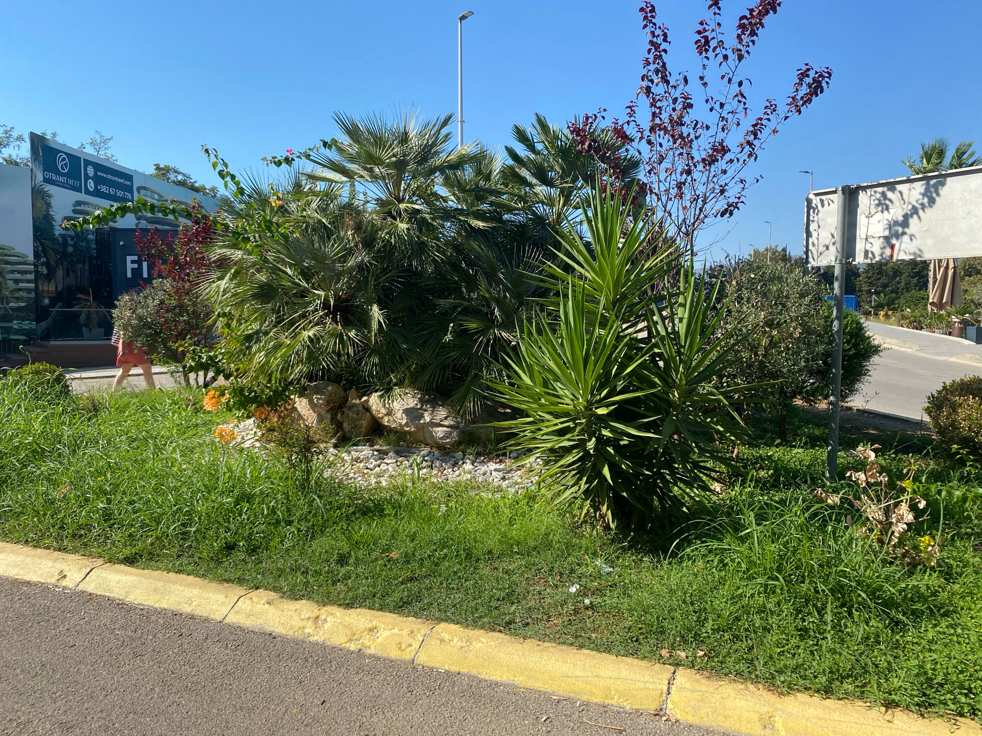 The image shows a street view in Ulcinj, Montenegro, on a clear, sunny day. In the foreground, a yellow curb separates a paved road from a grassy area. The grassy area features lush green grass, some larger plants with spiky leaves, and a cluster of palm trees. A large billboard with an advertisement for "OTRANT REEF" and a phone number is visible behind some of the greenery. A person in a reddish-orange dress is walking on a paved path behind the billboard. In the background, there is a street with some parked cars, more greenery, and a lamppost. The overall scene suggests an outdoor commercial or residential area with abundant vegetation.