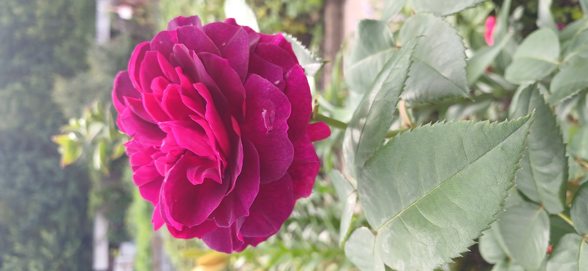 A close-up, vertical shot captures a vibrant, deep magenta rose in full bloom. The rose's petals are densely layered and ruffled, showcasing intricate textures and subtle variations in shade. A single droplet of water is visible on one of the lower petals. The rose is positioned centrally and dominates the upper half of the frame, with its lower half obscured by lush, green rose leaves. These leaves are serrated along the edges and appear slightly dusty. The background is softly blurred, with hints of green foliage and what appears to be a man-made structure in the distance, suggesting an outdoor setting such as a garden or park. There are no people or animals in the image, and no specific identifiable landmarks indicating a particular location within Zlatoust, Russia. The scene is static and focused on the beauty of the single rose.