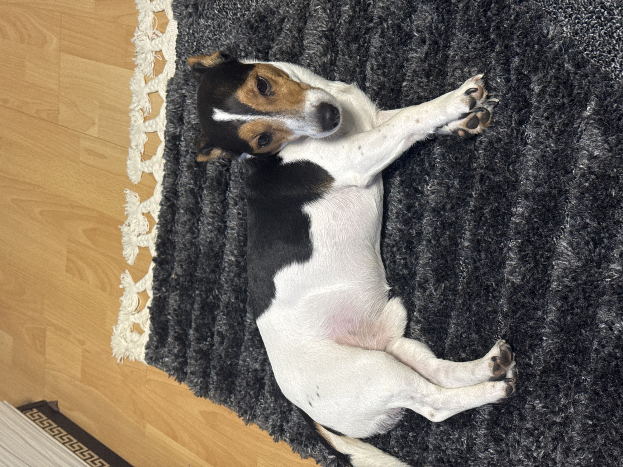 A Jack Russell terrier lies on its back on a dark gray shag rug with a white fringe. The rug partially covers a wooden floor. The location is not specified in the prompt, so Sofia, Bulgaria cannot be added.