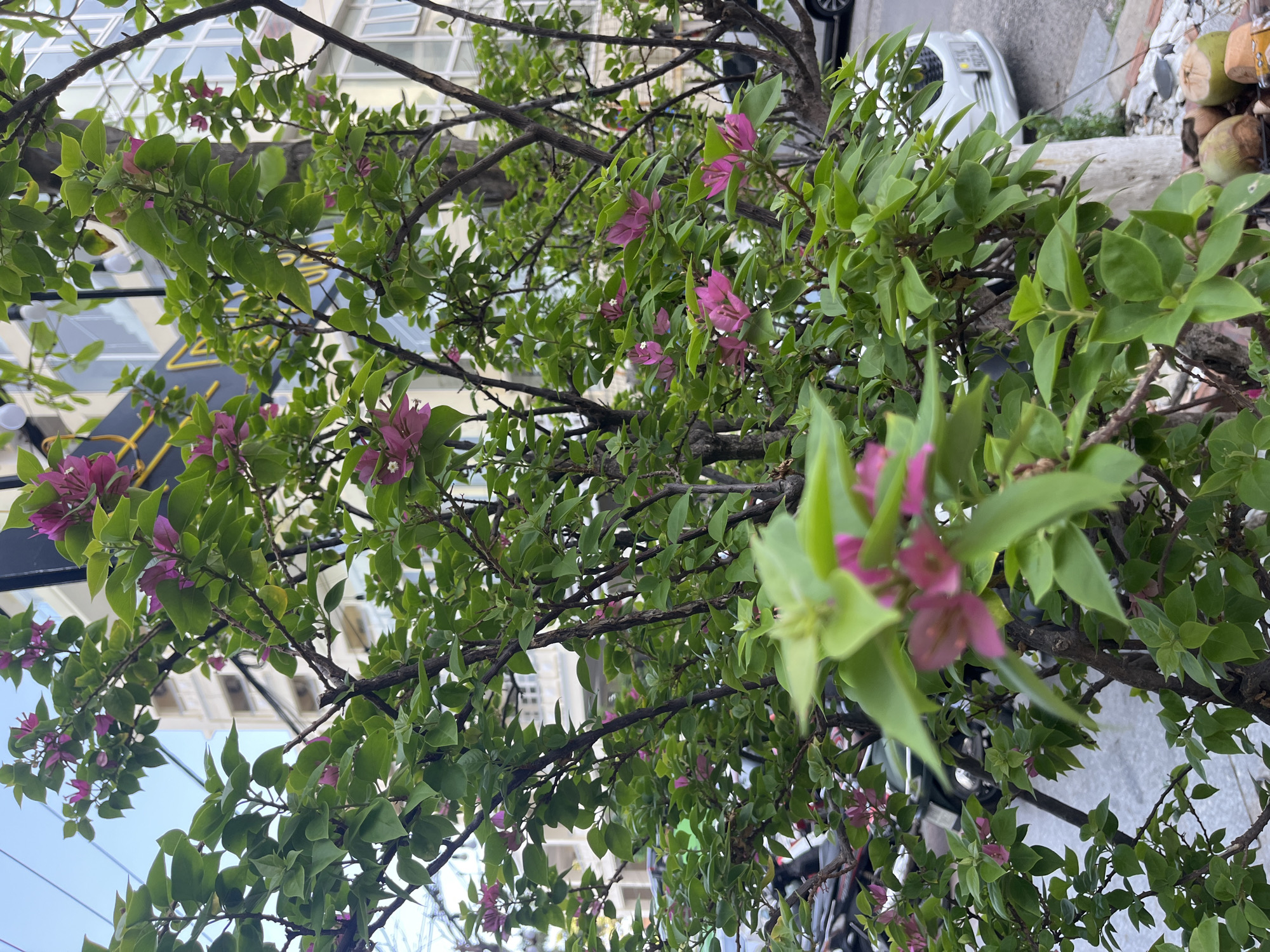 The image displays a bougainvillea plant with green leaves and numerous vibrant pink/purple bracts, dominating the foreground and mid-ground. The plant's branches are dark and woody. In the background, multiple multi-story urban buildings with windows and balconies are visible under a light blue sky. A dark vertical pole stands behind the foliage on the left. A partially visible commercial sign to the left displays yellow lettering, including the Vietnamese words "YÊU" and "PHO". Motorcycles are partially visible, parked behind the foliage on a paved surface. A white car, partially visible on the right, is parked on a street, displaying part of its front bumper and license plate (ending in "902.94"). At the bottom right, several coconuts rest on a patch of ground covered with white pebbles. The scene is illuminated by ambient daylight and is situated in the city environment of Bac Nha Trang Ward, Vietnam.