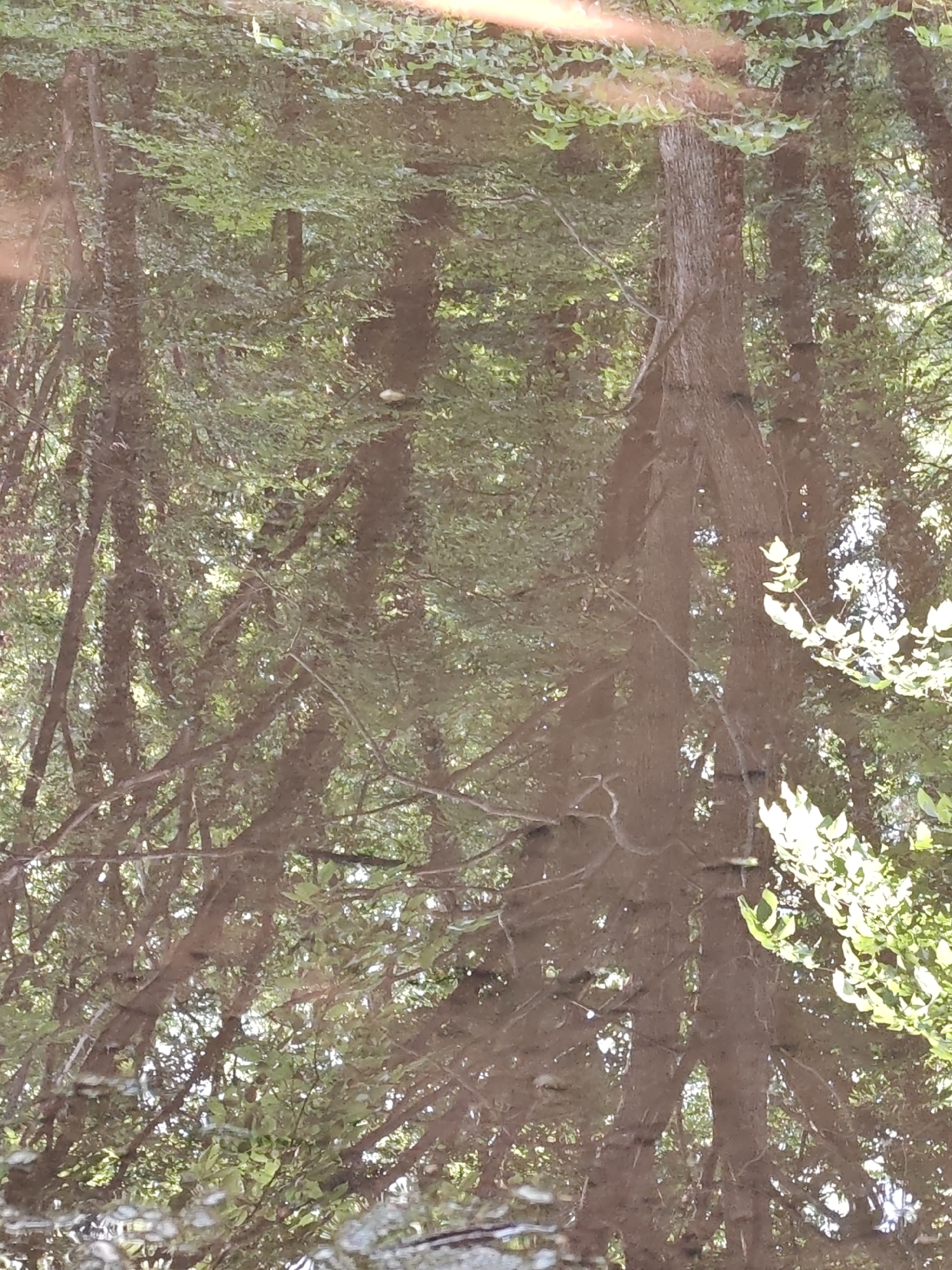 The image presents a detailed reflection of a dense tree canopy within a body of water, situated in Shumen, Bulgaria. The reflection prominently features multiple tree trunks, characterized by their dark brown and grey bark textures, appearing to extend vertically downwards from the top of the frame. Numerous branches, intricate and varying in thickness, interlace throughout the composition. Abundant green foliage, ranging from deep forest green to lighter, sun-dappled hues, forms the bulk of the reflected canopy. Patches of bright sunlight are visible, particularly in the upper left quadrant and on certain leaf clusters, indicating strong overhead illumination. The water surface is calm, producing a clear but slightly softened mirrored image of the surrounding arboreal environment. No human figures or man-made objects are discernible within the reflection.