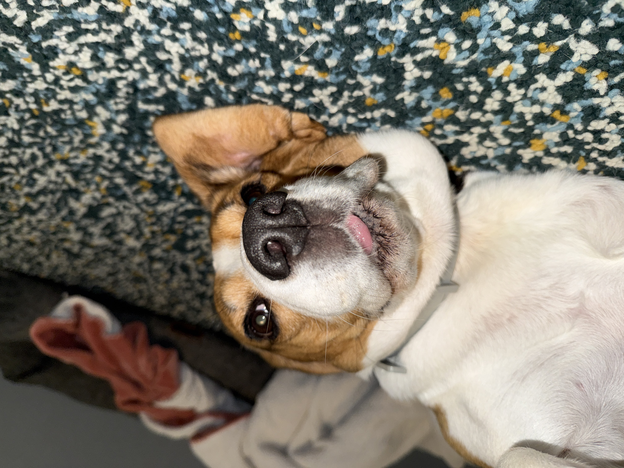 A beagle puppy is lying on its back on a multi-colored carpet. The puppy's eyes are open and looking up. Its tongue is slightly sticking out. A pink blanket or cloth is visible in the background. The scene appears to be indoors, likely in a home. The puppy is the primary subject, and its relaxed posture suggests it is comfortable and possibly sleepy.
