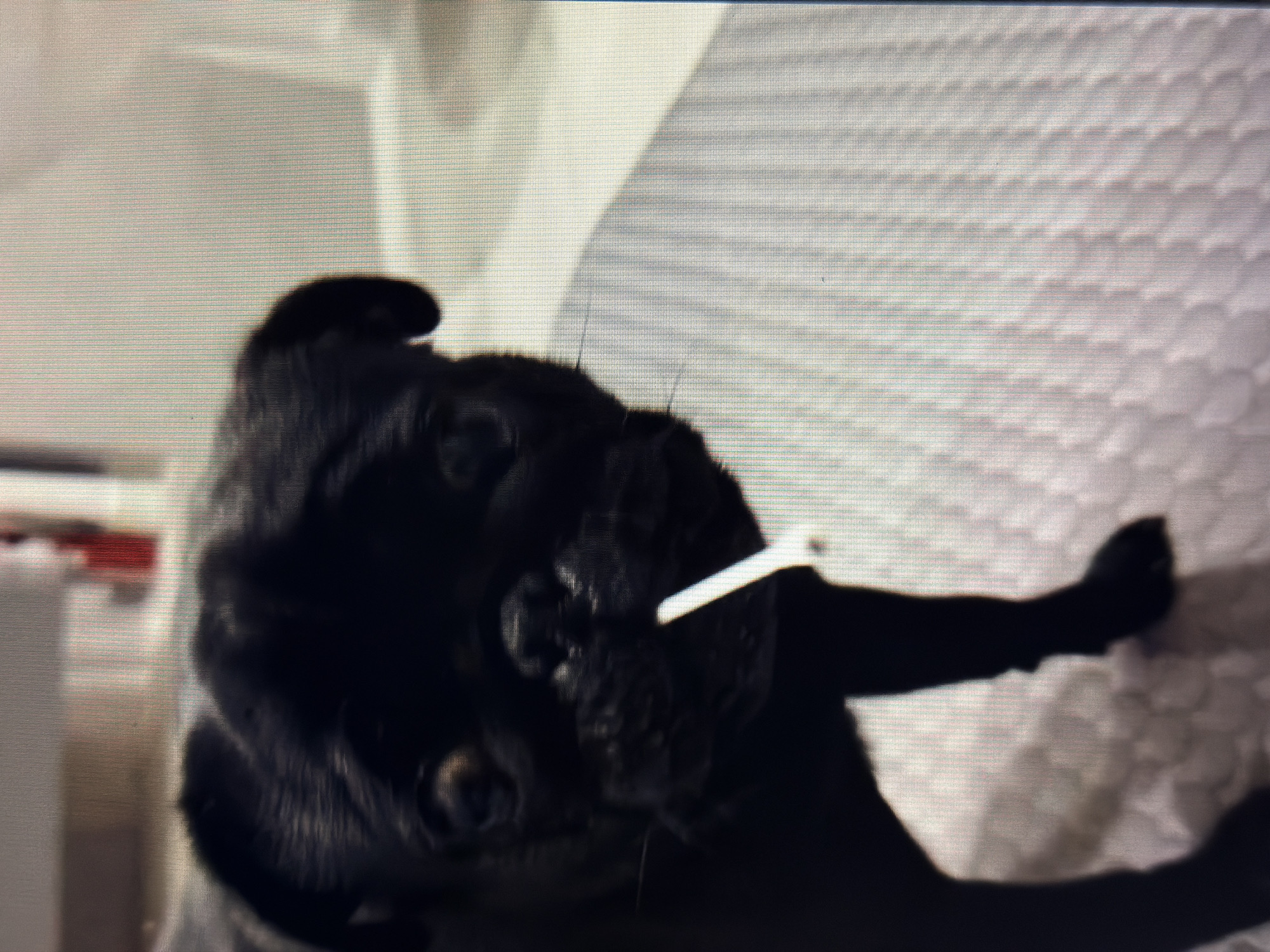 A close-up, low-resolution image shows a black pug dog with its head turned to the right, looking towards the camera. A white object, possibly a straw or a thin stick, is held in the dog's mouth. The dog has large, dark eyes and a wrinkled snout. The background is blurred and appears to be an indoor setting with a textured surface beneath the dog. There are no discernible features of the city of Sirius, Russia in this image.