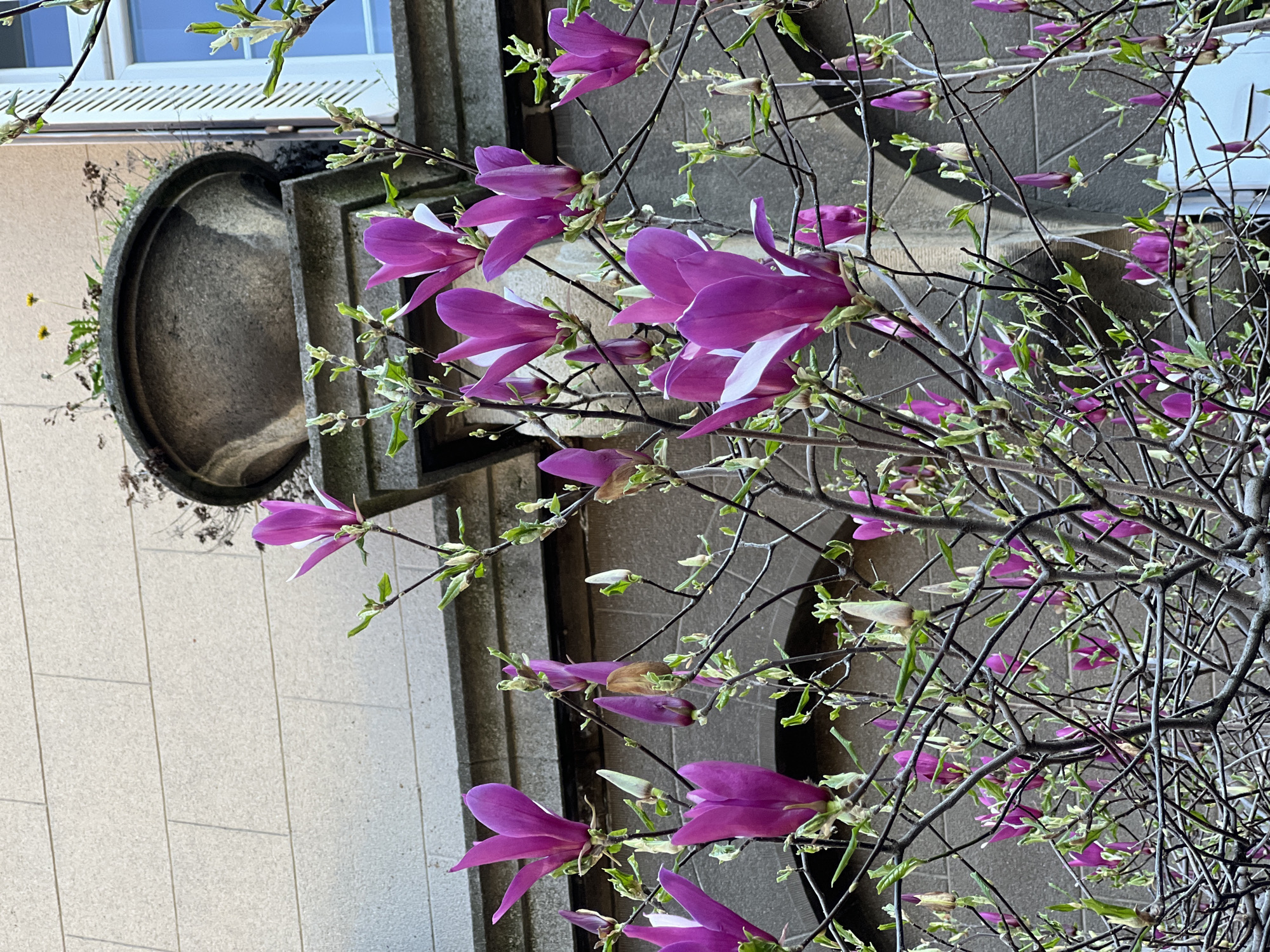 The image depicts a flowering tree with purple and white blossoms against a building facade. The tree's bare branches contrast with the blooming flowers. The building features a gray stone exterior with a recessed circular element near the top. A window with a white frame and a series of horizontal slats is also visible. The image is taken from below, looking up at the tree and building. Based on the architectural style and the type of flowering tree, the location is Belgrade, Serbia.