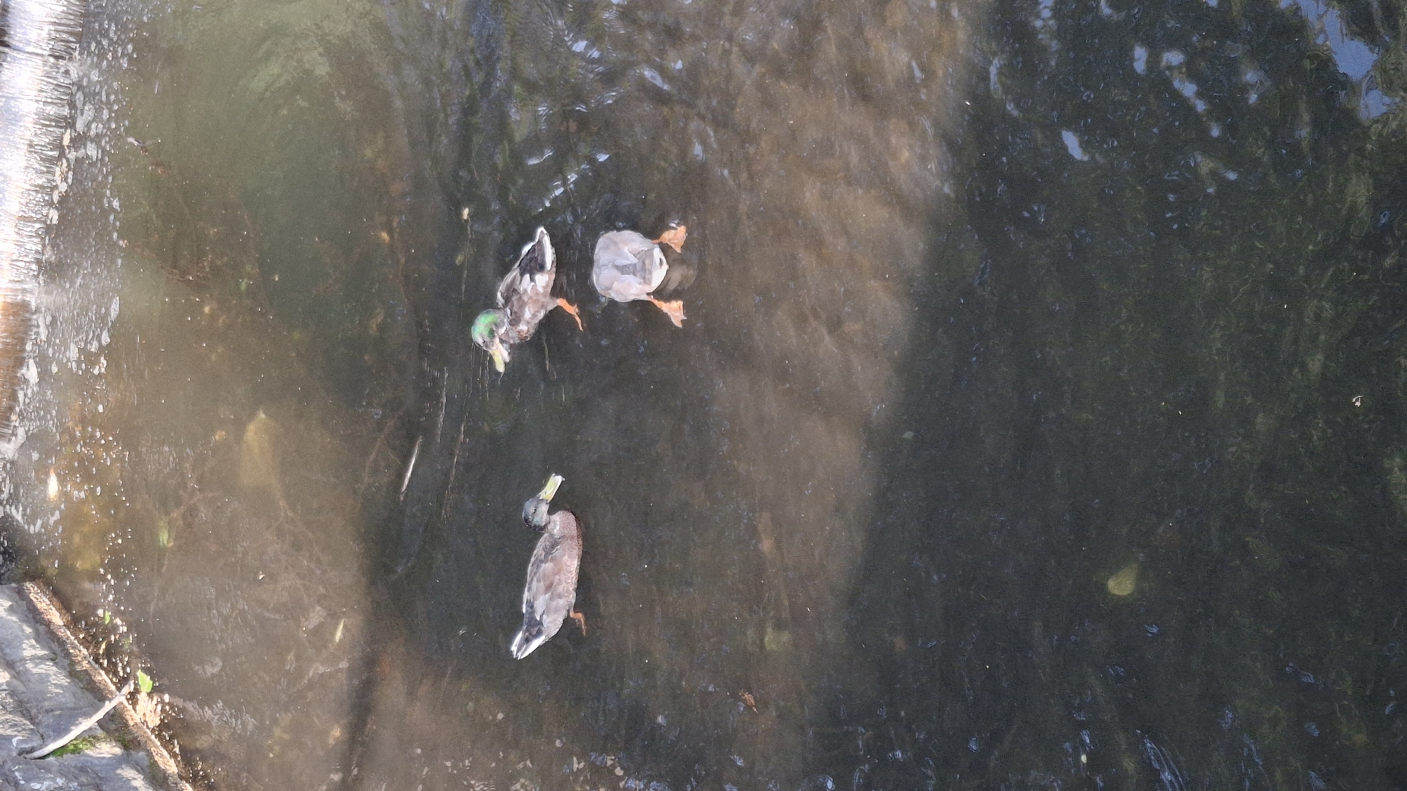 This is an aerial, high-angle shot of three ducks swimming in murky, dark water. The water has a slight sheen, suggesting it is calm. On the left side of the image, a rocky bank with some debris is visible, with a small waterfall or cascade of water tumbling down it. The ducks appear to be mallards, with one showing a distinct green head. They are spread out in the water, with two swimming closer together and the third further down. The lighting is bright, indicating it is likely daytime, possibly sunny, with some reflections on the water's surface. The overall impression is a natural, outdoor scene of wildlife in its habitat. There is no visible text in the image.