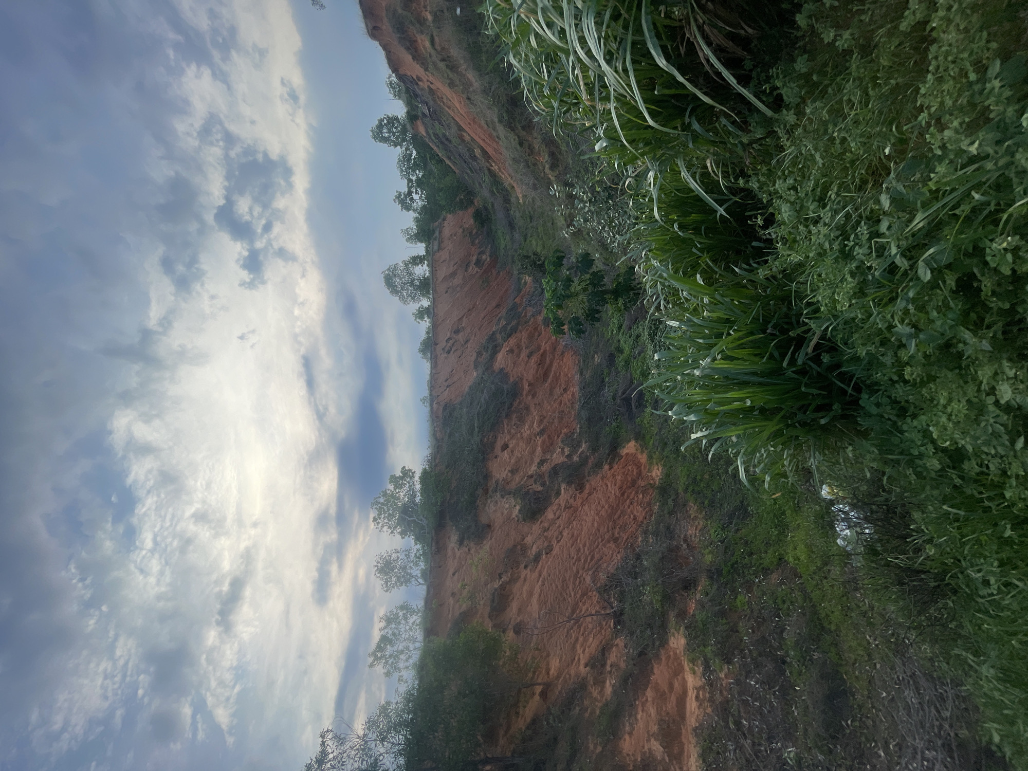 The image depicts a natural landscape with distinct geological features and vegetation. The scene is dominated by a valley or gully with steep, eroded sides composed of reddish-brown soil. The slopes are uneven and show signs of erosion, with some areas of exposed earth and others covered by sparse vegetation, including grasses and small shrubs.
Along the rim of the valley, a line of trees with green foliage can be seen, suggesting the presence of a higher ground beyond the immediate scene. The foreground is filled with lush green vegetation, including tall grasses and leafy plants, which appear denser and more vibrant than the vegetation on the slopes. The lighting suggests it is either early morning or late afternoon, with a diffused light filtering through a cloudy sky. The sky itself is a mix of light blues and grays, with noticeable cloud formations.
The image does not contain any people, animals, or man-made structures that would indicate a specific urban setting within Phu Thuy Ward, Vietnam. The environment depicted is primarily natural, with the focus on the eroded terrain and the surrounding plant life. The presence of some white and yellow objects scattered in the lower right portion of the image, partially obscured by grass, could suggest litter or debris, but their exact nature is not discernible. The overall impression is one of a rural or undeveloped area characterized by its natural topography and vegetation.