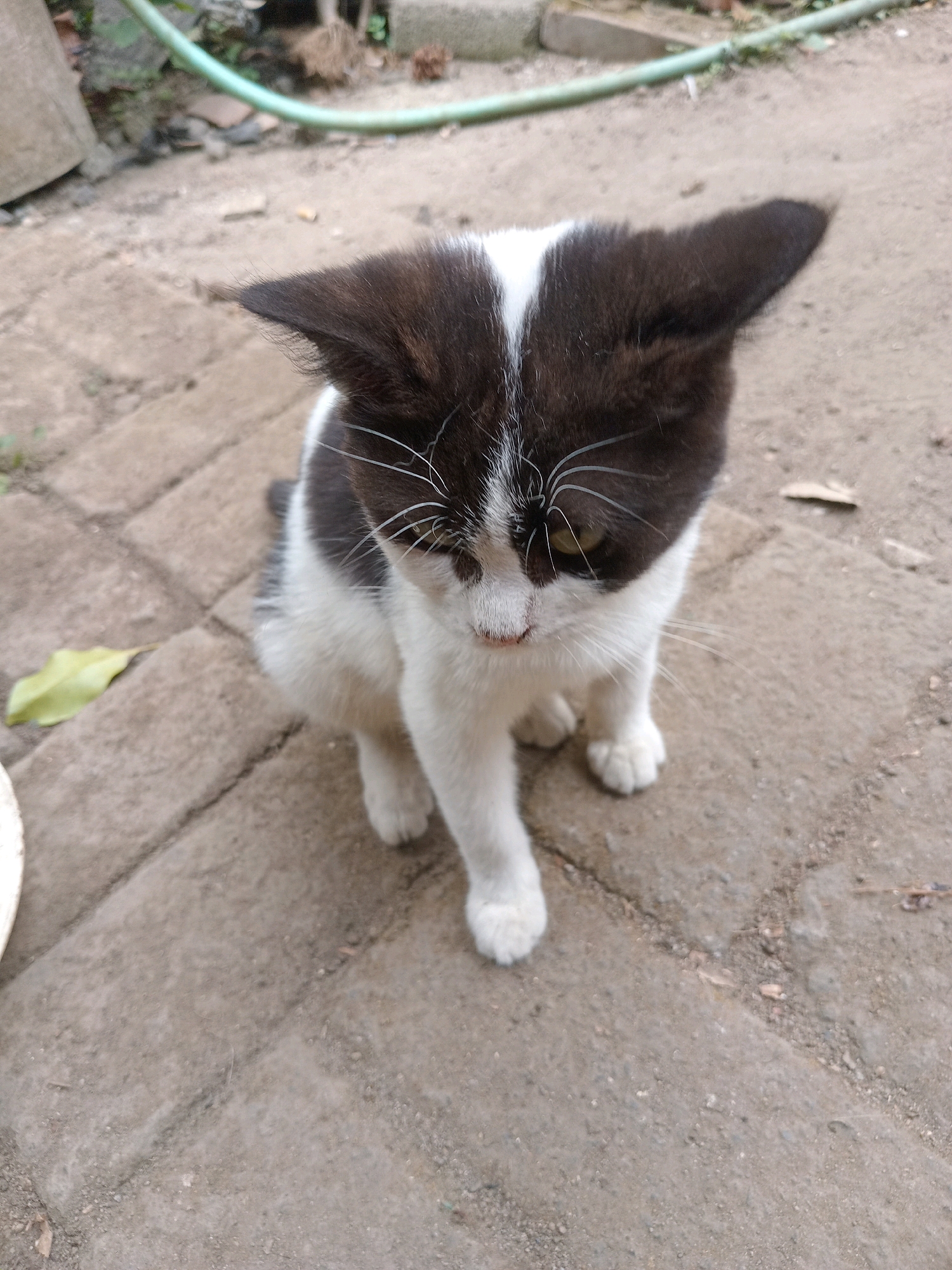 A black and white kitten sits on a paved ground with a blurred background. The kitten has white fur on its chest, belly, and paws, and black fur on its head and back. It is looking down with its ears perked up. A green hose is visible in the upper left corner of the image. The paved ground is made of interlocking rectangular stones. The background appears to be an outdoor area with some dirt and foliage. The image is taken from a slightly elevated angle, looking down at the kitten. The location in the city of Claket, Indonesia, is not discernible from the image alone.