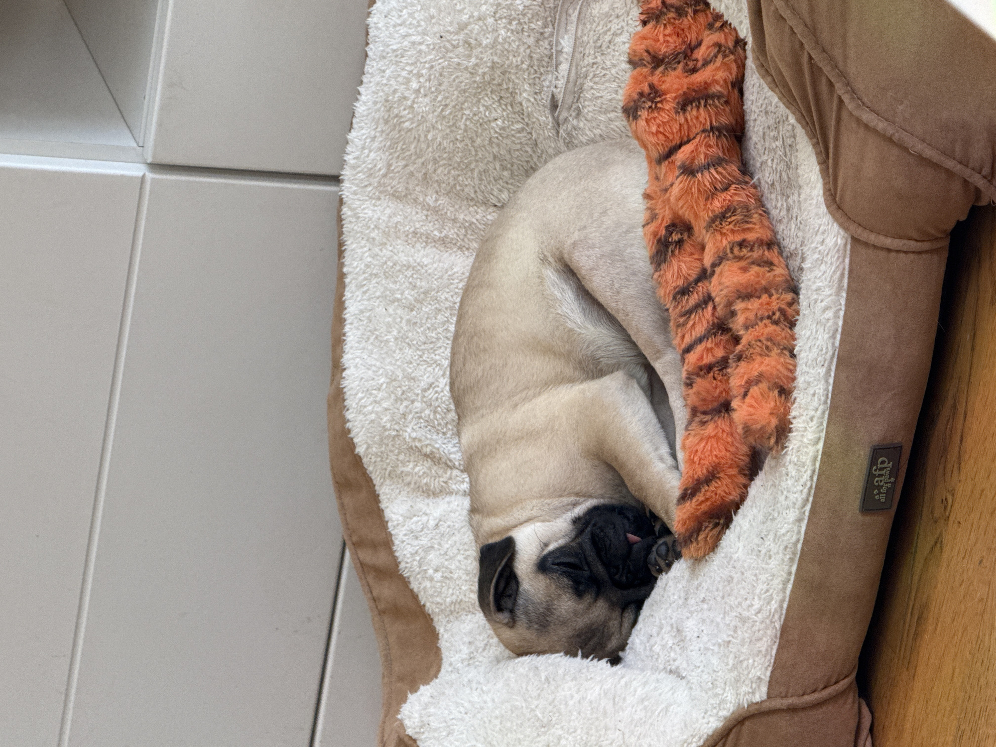 A pug puppy is curled up asleep in a brown and white pet bed next to an orange and black tiger-striped plush toy. The bed is situated near a white tiled wall and a wooden surface. The location is not specified, and the city is Unknown, Unknown.