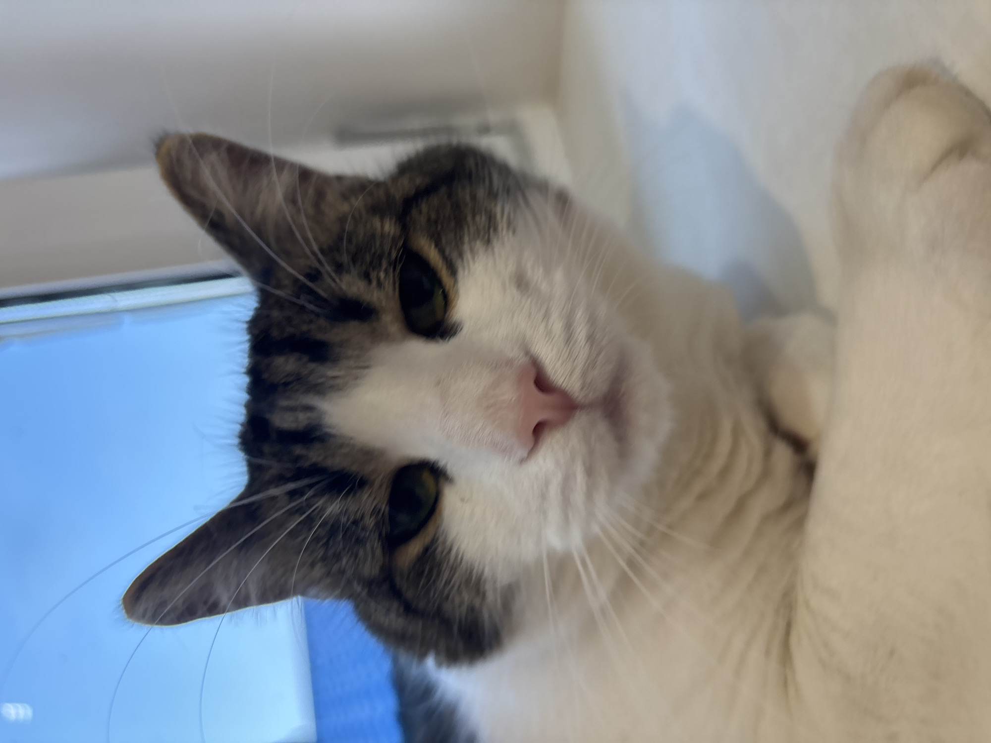 A close-up, low-angle, eye-level shot shows the face of a tabby and white cat looking directly at the camera. The cat has green eyes, a pink nose, and prominent white whiskers. The background is blurred, with a bright blue sky visible at the top left, suggesting it might be near a window. The cat appears to be lying down, with its white chest and paws in the foreground. The scene is indoors, likely in a residential setting. There are no people or other animals visible. This image was captured in the area of Капыльскі сельскі Савет, Belarus.