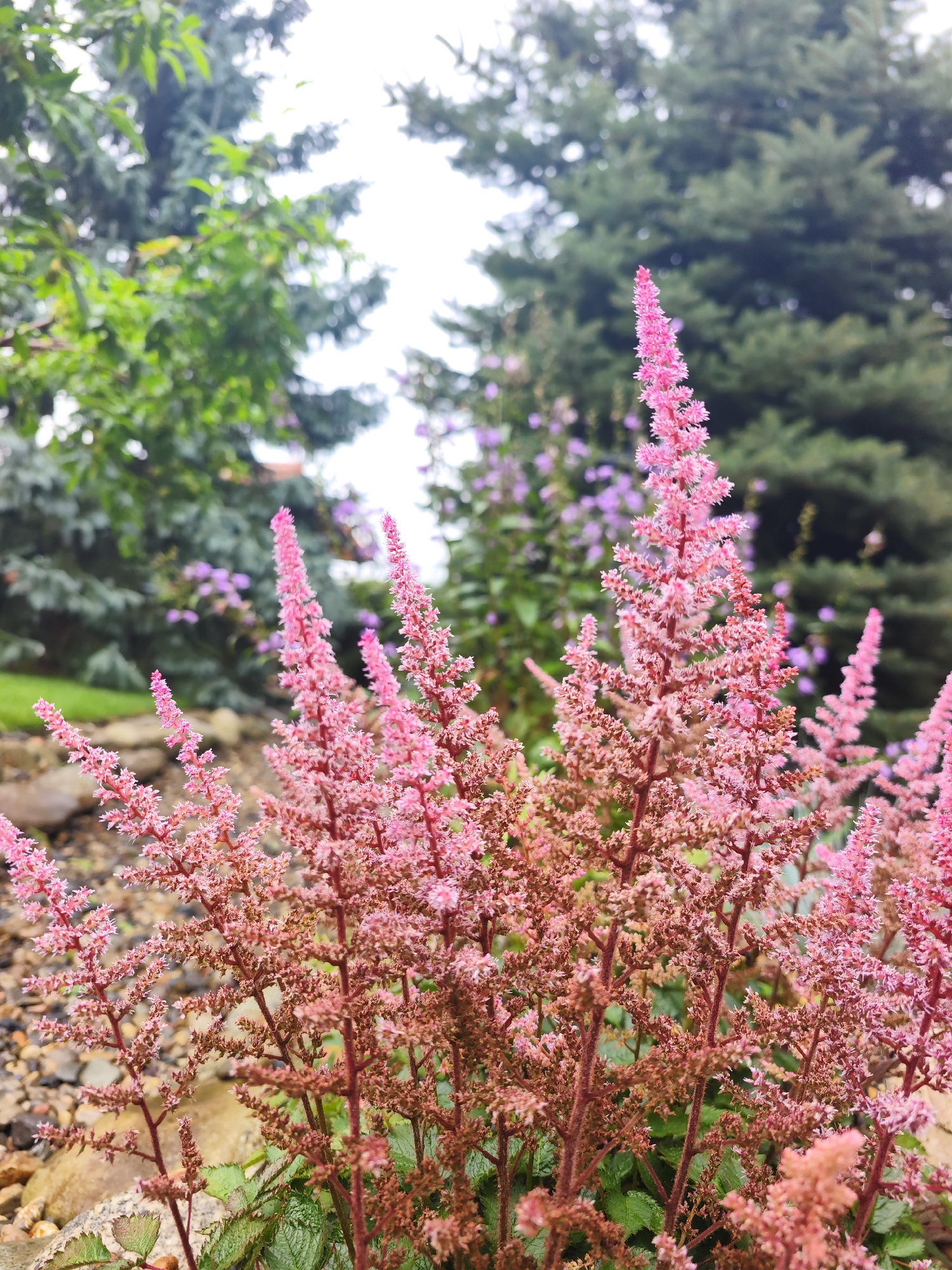 In Zima Yuzhnaya, Russia, a close-up view focuses on a cluster of pink astilbe flowers. The feathery plumes of the astilbe dominate the foreground, their delicate blossoms a vibrant pink against a backdrop of lush greenery. Behind the astilbe, blurred evergreen trees form a dense, dark green wall. The ground beneath the flowers is covered in small, light-colored pebbles and some larger, tan-colored rocks, suggesting a landscaped garden setting. A hint of green grass is visible to the left. The overall scene is one of natural beauty, with the soft focus and muted tones of the background emphasizing the detail and color of the astilbe.