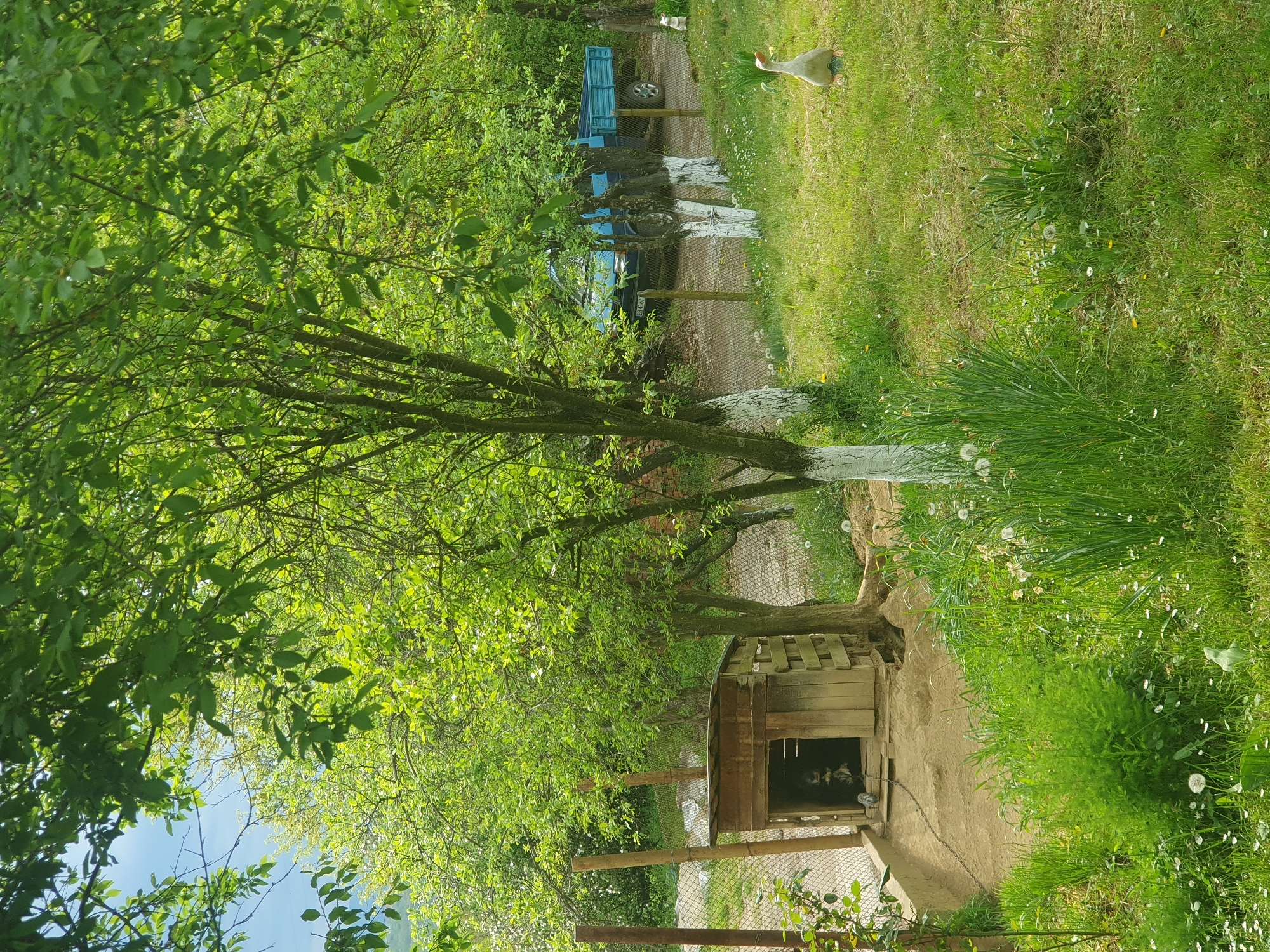 The image captures a vibrant, sunlit outdoor scene, likely a rural garden or homestead in Хаджийско, Bulgaria, characterized by abundant greenery. The perspective looks down a gently sloping area.
In the foreground and extending through the left side, numerous trees with dense, bright green foliage form a lush canopy, indicating spring or early summer. Sunlight filters through the leaves, creating a bright atmosphere. Several tree trunks, particularly one prominent in the mid-ground, are distinctly whitewashed, a common practice in some regions.
A dirt or gravel path, visible in the center, leads towards the background. Alongside this path, to the right, stands a rustic wooden shed or kennel with a dark opening. Inside, several small, dark-furred animals, possibly puppies or kittens, are faintly visible. A chain-link fence runs parallel to the path, separating different areas of the property.
To the right of the path and the wooden structure, a wide expanse of bright green grass stretches into the distance. This grassy area is dotted with numerous white dandelion seed heads and scattered small white and yellow wildflowers. A single white goose stands calmly on the grass in the upper right quadrant of the image.
In the background, behind the fence and trees, a blue pickup truck with an open bed is parked. Its license plate is partially visible, showing the characters "EB 826". The sky, glimpsed through gaps in the tree canopy, is a clear, bright blue, confirming sunny weather. The overall scene conveys a peaceful and natural rural setting.