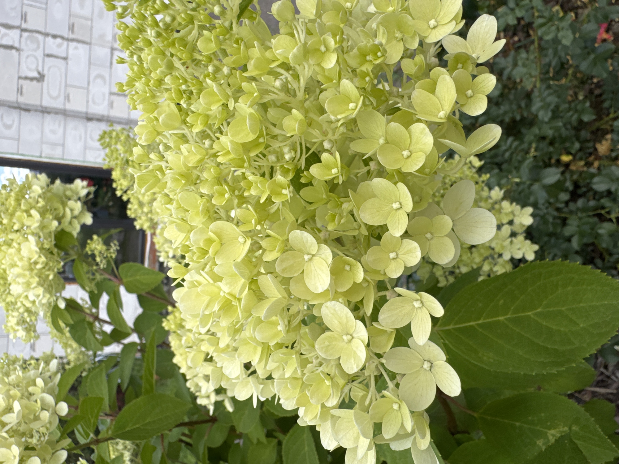 In Steklyannyi, Russia, a close-up, eye-level shot captures a cluster of light green hydrangeas in full bloom. The flowers, with their delicate, petal-like sepals, are densely packed on a stem. Behind the hydrangeas, a blurred background reveals elements of the environment, including green leaves, darker foliage, and a section of a white brick wall with horizontal lines. The lighting suggests an outdoor setting, possibly a garden or park, under natural daylight. There are no people or animals visible in the frame. The image focuses solely on the floral subject and its immediate surroundings.