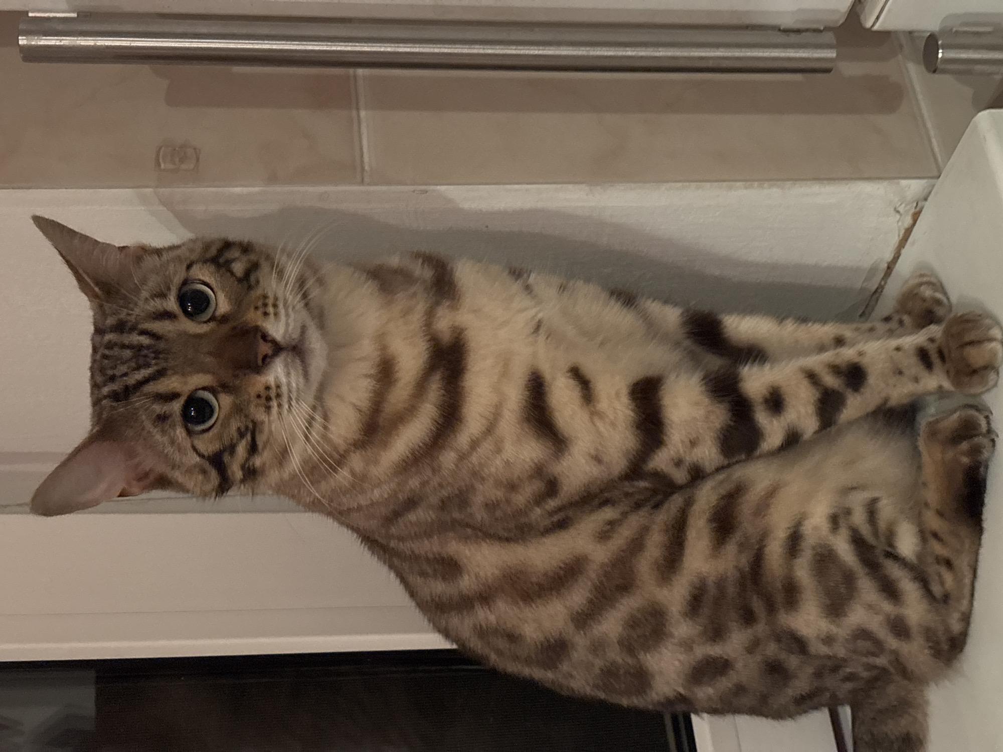 A medium shot captures a brown tabby cat with distinctive dark spots and stripes, seated on a white ledge. The cat faces forward, its head tilted slightly to the left, with wide, alert green eyes. Its ears are pointed upwards, and its whiskers are prominent. The background features a neutral-colored wall with a vertical metallic cylindrical object to the right, and a dark vertical element, possibly a window frame, to the left. The lighting appears to be indoor, casting subtle shadows. The cat's fur exhibits a spotted and striped pattern, characteristic of breeds like the Bengal cat. The scene is devoid of any human presence or discernible urban landscape elements that would indicate a specific city location like Noviy, Russia.