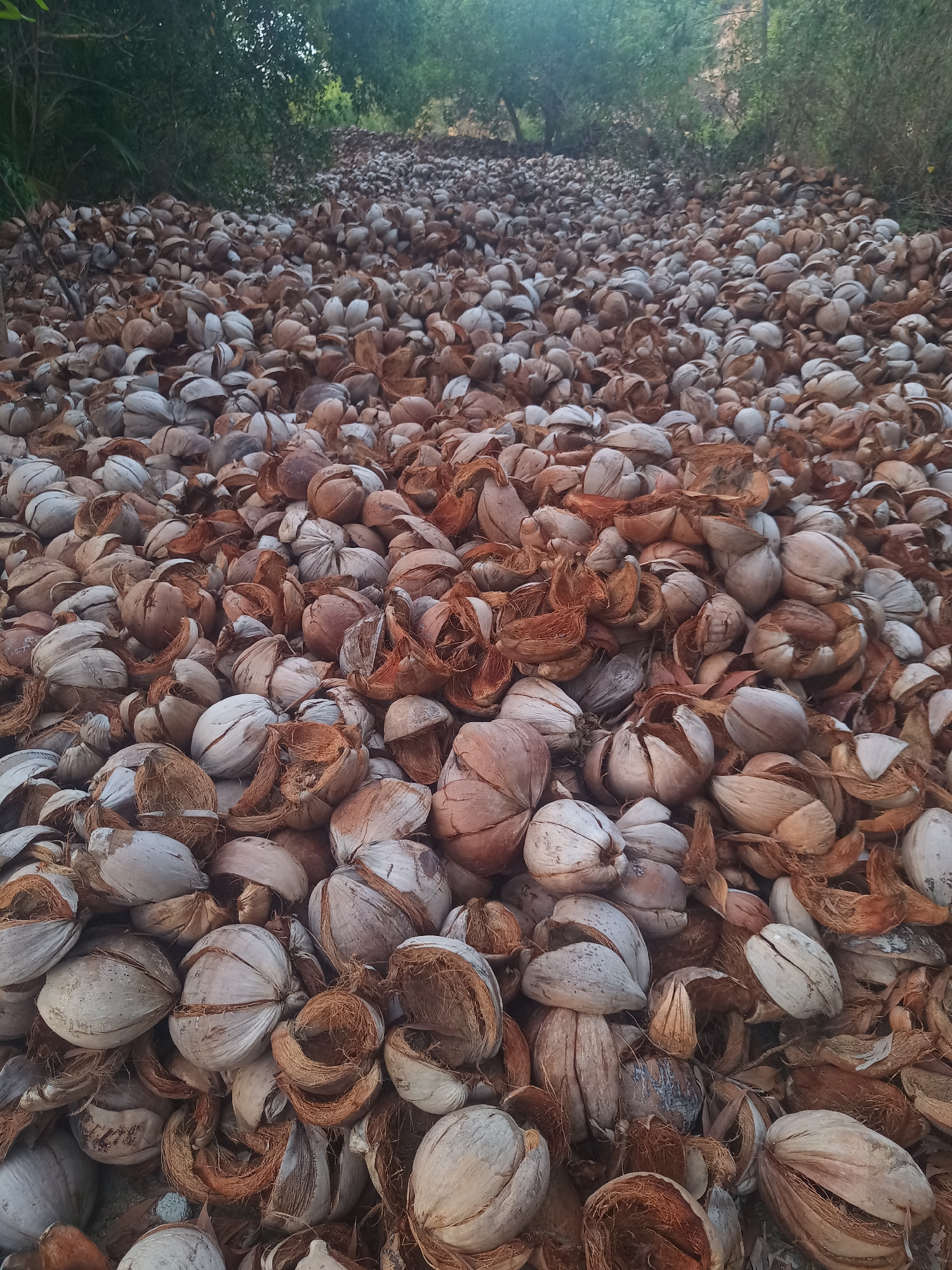 The image shows a large accumulation of discarded coconut husks covering the ground. The husks are mostly intact, but many have been cracked open. The color of the husks ranges from a light, weathered gray to a darker brown. The coconut husks seem to cover an area on Moo 4, Thailand. In the background, there are trees and vegetation.