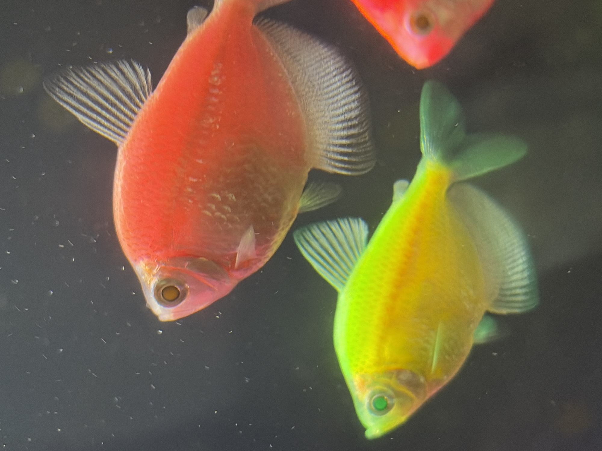 The image shows three GloFish, a type of genetically modified Tetra. One fish is bright red, another is yellow-green, and a third, partially visible, is pink. The fish are positioned in front of a dark, out-of-focus background, likely inside an aquarium. Fine particulate matter is visible in the water. The scene appears to be artificially illuminated. No information on location in the city of Chaikovsky, Russia is available.