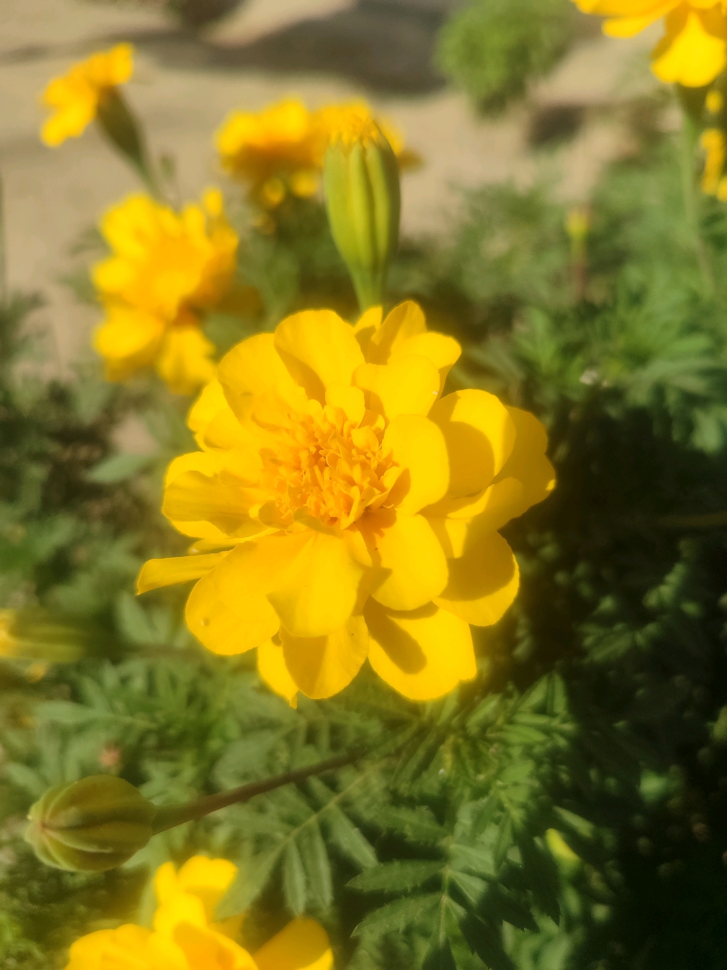 The image shows a close-up of bright yellow marigolds with green foliage. The flowers are in focus, with their petals and centers clearly visible. Some of the flowers are fully bloomed, while others are still in bud form. The background is blurred, suggesting a shallow depth of field. The lighting appears to be natural sunlight, casting soft shadows on the petals. The scene is likely outdoors in a garden setting. There is no indication of a specific location in Tashkent, Uzbekistan.