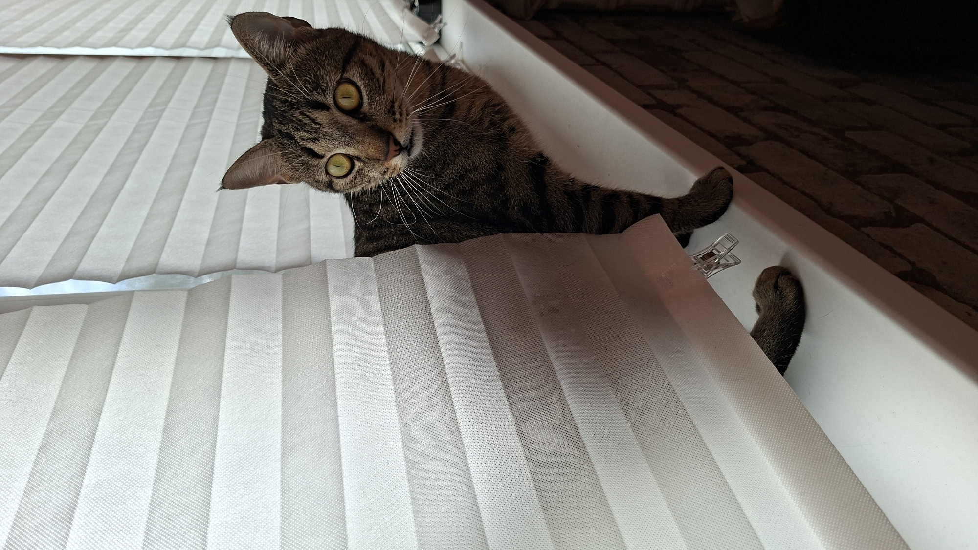 A tabby cat with striking yellow eyes peeks out from behind a white pleated blind. The cat is positioned on a white windowsill, with its head and front torso visible. Its body is angled to the right, and its gaze is directed towards the viewer. The cat's fur is striped with dark brown and grey, and its whiskers are long and prominent. One of the cat's front paws is visible, resting on the windowsill. The background consists of the textured surface of the blind and a brick wall. The scene appears to be indoors, likely in a residential setting in Myadzyel, Belarus.
