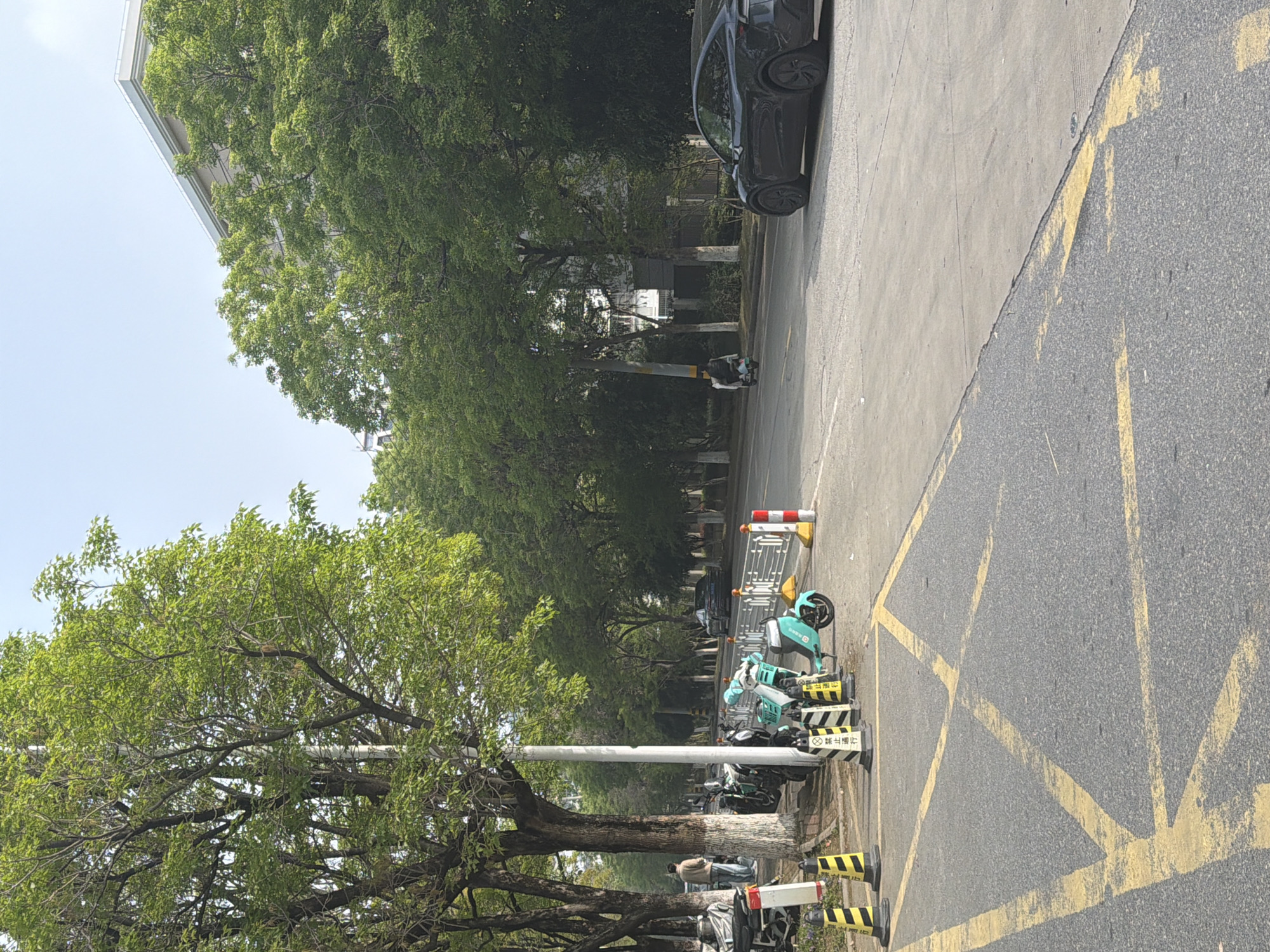 This outdoor image, taken in Jiangning District, China, captures a daytime street or campus scene under clear, bright skies. The perspective is slightly elevated, looking down a tree-lined thoroughfare.
The scene is dominated by lush green trees with full foliage, creating a canopy along the left side and extending into the background. A light-colored building is partially visible through the trees in the upper left.
On the right side of the frame, a dark-colored car, possibly a Tesla Model 3 or Y, is parked on a concrete surface adjacent to an asphalt road. The road features prominent yellow diagonal markings, indicative of a specific zone, possibly a no-parking or restricted area.
Along the roadside, a collection of shared electric scooters (e-bikes or mopeds) are neatly lined up. Several of these scooters are white and green, while one prominent scooter in the foreground is turquoise, clearly displaying the "青桔" (Qīng Jú) brand, belonging to Didi's shared mobility service. Adjacent to these scooters are black and yellow striped barriers, upon which Chinese characters are visible. The characters clearly read "禁止停放" (Jìnzhǐ tíngfàng), meaning "No Parking" or "Forbidden to park," indicating designated parking spots or areas where parking is regulated. Red and white striped traffic cones or barriers are also present further down the road.
Two individuals are subtly present in the scene; one person is seen standing or walking further down the street on the left, partially obscured by trees, and another is vaguely visible behind the parked scooters. The overall atmosphere is tranquil and orderly, portraying a typical day in a well-maintained urban or suburban environment. No specific dynamic activity is occurring beyond the static presence of vehicles and pedestrians.