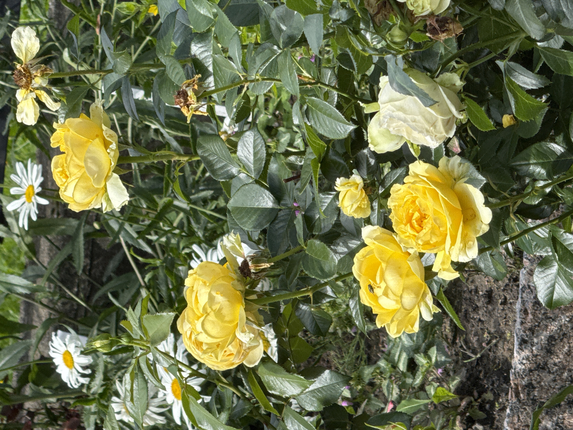 A close-up, eye-level shot captures a vibrant garden scene dominated by yellow roses and white daisies. The roses, in various stages of bloom, exhibit lush yellow petals, some with hints of cream. One rose in the foreground has a small insect perched on its petals. Several white daisies with yellow centers are scattered throughout the composition, adding contrast to the warm yellow hues. The background is a tapestry of deep green foliage and darker, out-of-focus areas suggesting a shaded garden environment. A rough, grey stone structure lines the bottom left of the frame, adding a textural element. The overall impression is one of a flourishing, sun-drenched garden. This image was taken in Saint Petersburg, Russia.
