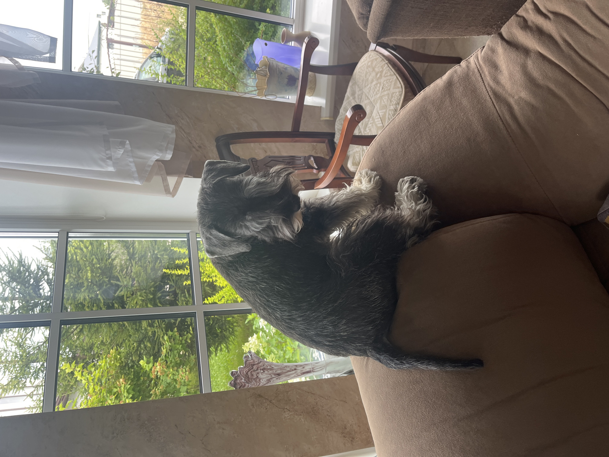 A medium-sized, grey Schnauzer dog is perched on the armrest of a brown fabric sofa. The dog is facing to the right, with its head turned slightly downwards. Behind the sofa, a large window offers a view of lush green trees and foliage. To the right of the dog, a wooden chair with a patterned cushion is visible. Further to the right, on the windowsill, are several decorative objects, including a purple vase, a bucket with a floral design, and a small brown vase. The overall environment appears to be a domestic setting, possibly a living room, with natural light streaming in through the window. The location is not specified to be Vladimirovka, Russia.