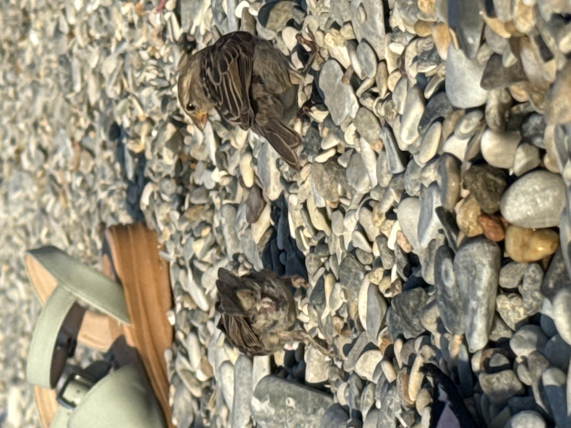 This is a close-up, eye-level shot of two sparrows on a rocky beach. The sparrows are the primary subjects, positioned in the center and right of the frame. The sparrow on the right is facing away from the camera, with its head turned slightly to the left, revealing its profile. It has brown and white striped plumage on its back and wings, and a yellowish beak. The sparrow on the left is facing the camera, but its head is down, and its body is hunched, making it appear smaller. Its feathers are also brown and white. The ground is covered in an abundance of small, smooth pebbles of various grey, beige, and brown tones. In the upper left quadrant of the image, a portion of a light green wedge sandal is visible, resting on the pebbles. The sandal has a wooden-like sole. The overall environment suggests a natural, outdoor setting, likely a beach. The image does not contain any discernible elements that would directly place it in Gelendzhik, Russia, other than the assumption provided in the prompt. There are no buildings, landmarks, or text visible that are specific to that location.