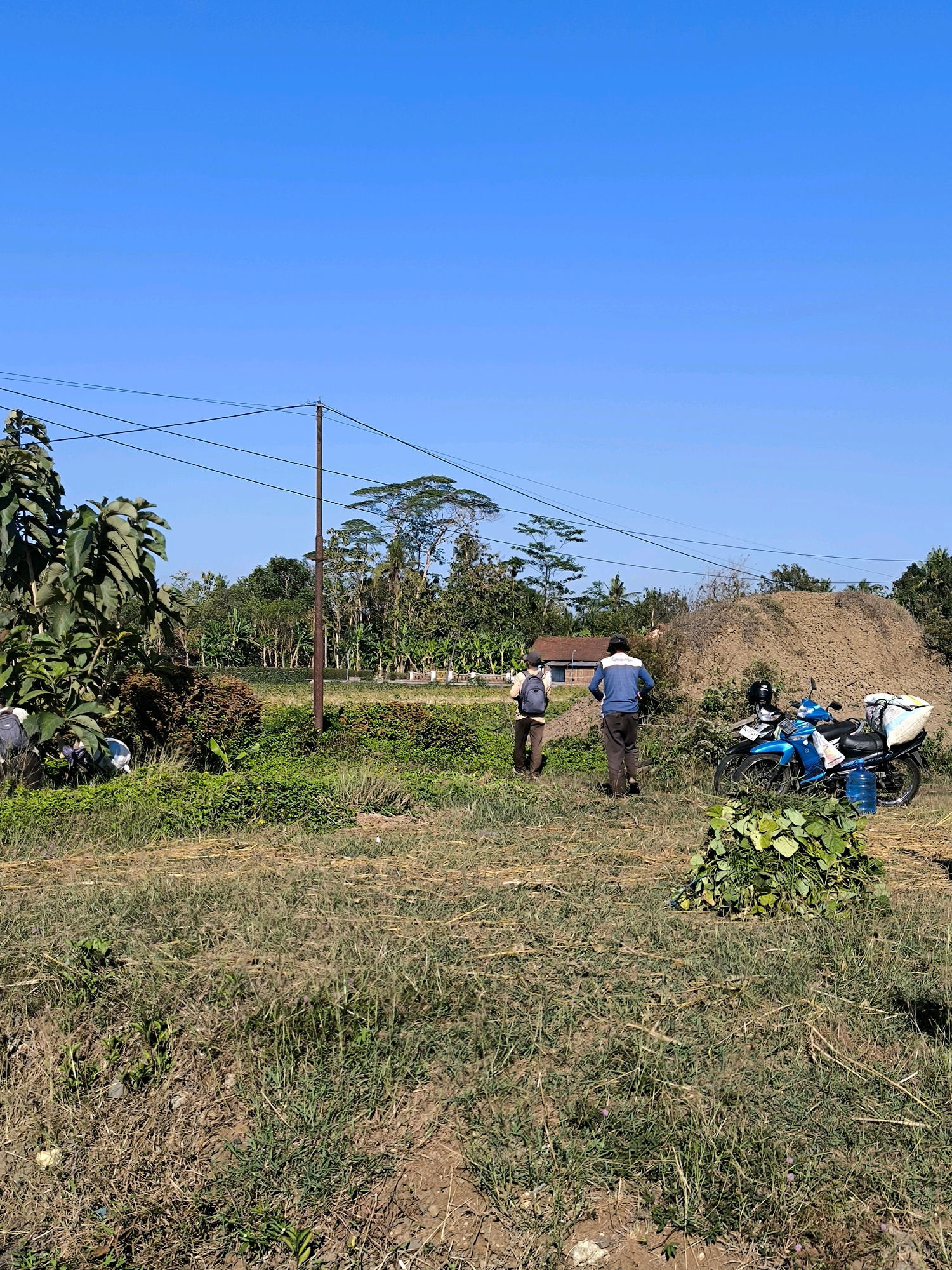 The image depicts an outdoor scene under a clear blue sky in Karanganyar, Indonesia. In the foreground, dry grass and some patches of green vegetation cover the ground. Two individuals are walking away from the camera towards a building in the background. One person is wearing a blue long-sleeved shirt and dark pants, while the other wears a light-colored shirt, dark pants, and a backpack. To the right of the people, a blue motorcycle is parked next to a large pile of dirt. A large pile of green foliage is situated in front of the motorcycle. In the mid-ground, there are trees, bushes, and a house with a brown roof. Power lines run horizontally across the upper portion of the image, supported by a wooden pole. The environment suggests a rural or semi-rural setting with agricultural elements.