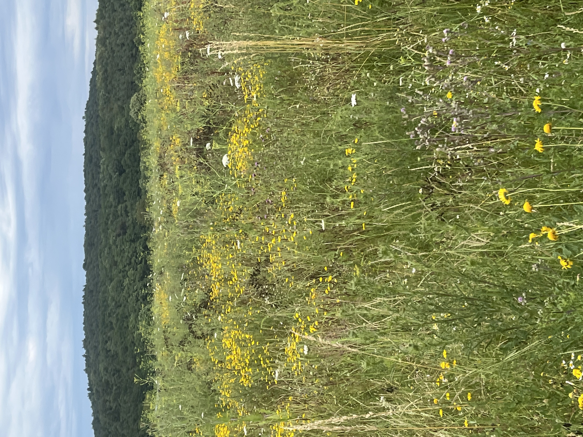 The image depicts a field of wildflowers and tall grasses under a cloudy sky. In the background, a dense, tree-covered hill slopes upwards. The foreground is dominated by a profusion of yellow and white wildflowers interspersed with green vegetation. The scene appears to be a natural landscape, likely a meadow or field. There are no visible people, buildings, or man-made objects. The image does not provide any specific clues to its location within Neustadt, Germany.