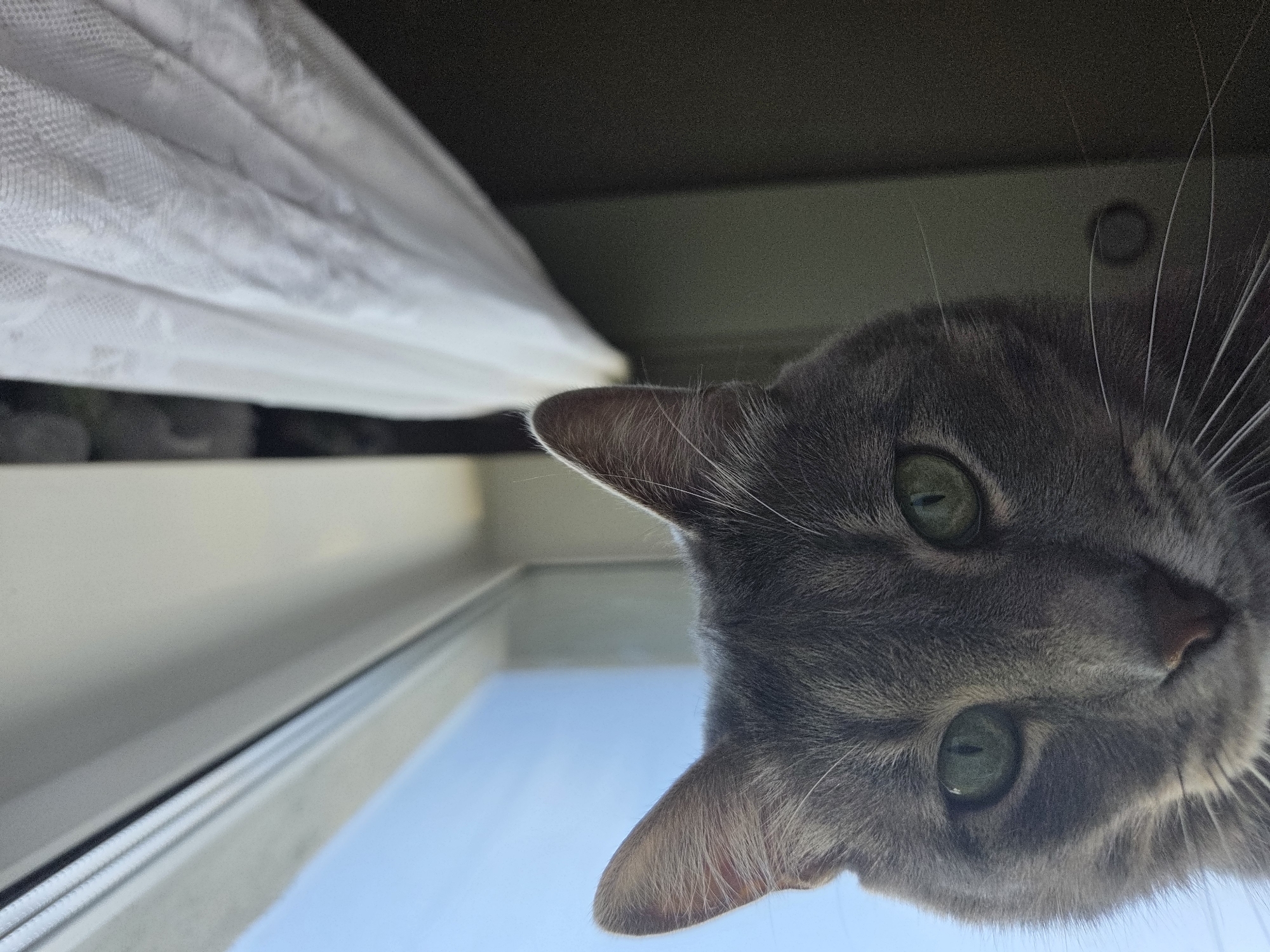 The primary subject of the image is a gray tabby cat with short fur and striking green eyes. The cat's head, ears, and prominent white whiskers fill the upper right portion of the frame, presented at an unconventional angle as if the cat is looking down from an elevated position, or the photo itself is rotated. Its large, focused green eyes stare directly towards the viewer, conveying a sense of curiosity and attentiveness.
The scene depicts an indoor setting looking out. In the upper left background, a sheer, white, pleated curtain, possibly made of lace, is visible, suggesting it's part of a window treatment. Below the curtain and the cat's head, a clear, bright blue sky is prominently displayed, indicating a sunny outdoor view through a window. The light quality suggests it is daytime.
The activity taking place is the cat observing its surroundings or the person taking the photo from a low, upward-looking perspective. The unusual angle creates an intimate and slightly whimsical portrait of the feline. There is no visible text in the image.