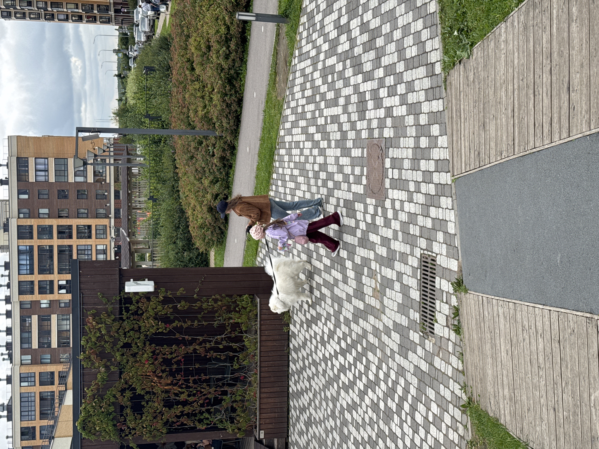 In Novoselye, Russia, two individuals are walking across a patterned paved area adjacent to a building with climbing vines. A large, white, fluffy dog on a leash accompanies them. The person in front is a child wearing a pink hat, purple jacket, and dark pants. Behind them, an adult in a brown jacket and blue jeans walks with a dark baseball cap. In the background, modern multi-story apartment buildings line the street, with cars parked and a sidewalk visible. The scene is an outdoor urban setting on an overcast day.