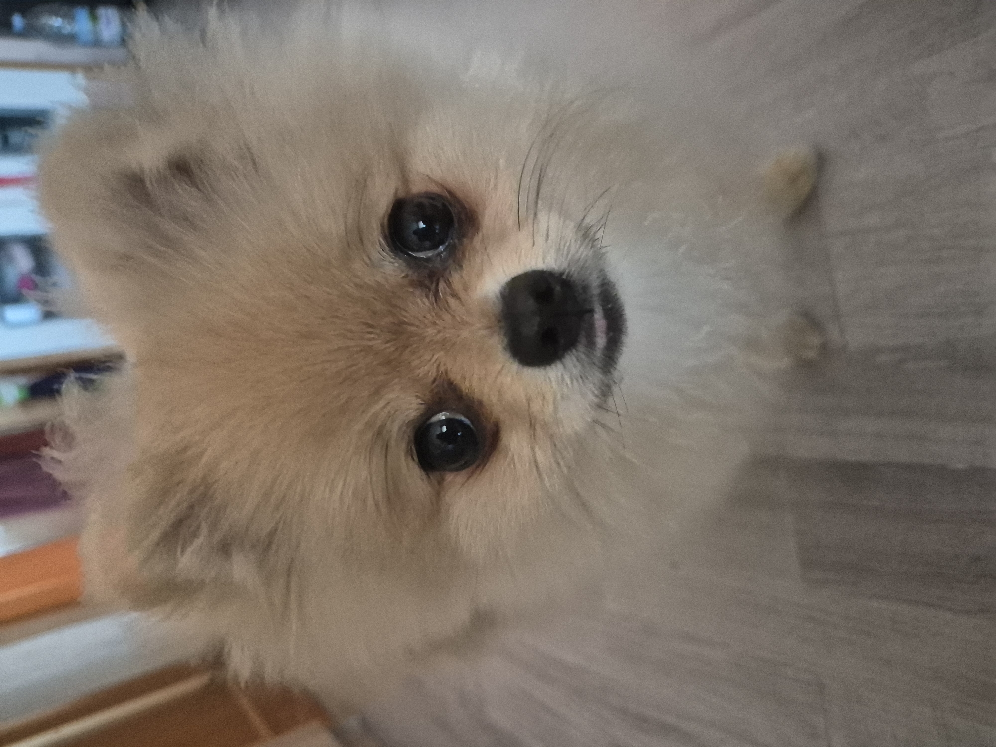 A pomeranian dog is looking directly at the camera. The dog has fluffy, light brown fur with darker brown markings on its head and ears. Its eyes are large and dark, and its nose is black. The dog's mouth is slightly open, revealing a small pink tongue. The dog is sitting on a light-colored, wood-grained floor. The background is blurred and shows a wall with vertical lines. There are no people or other animals in the image.