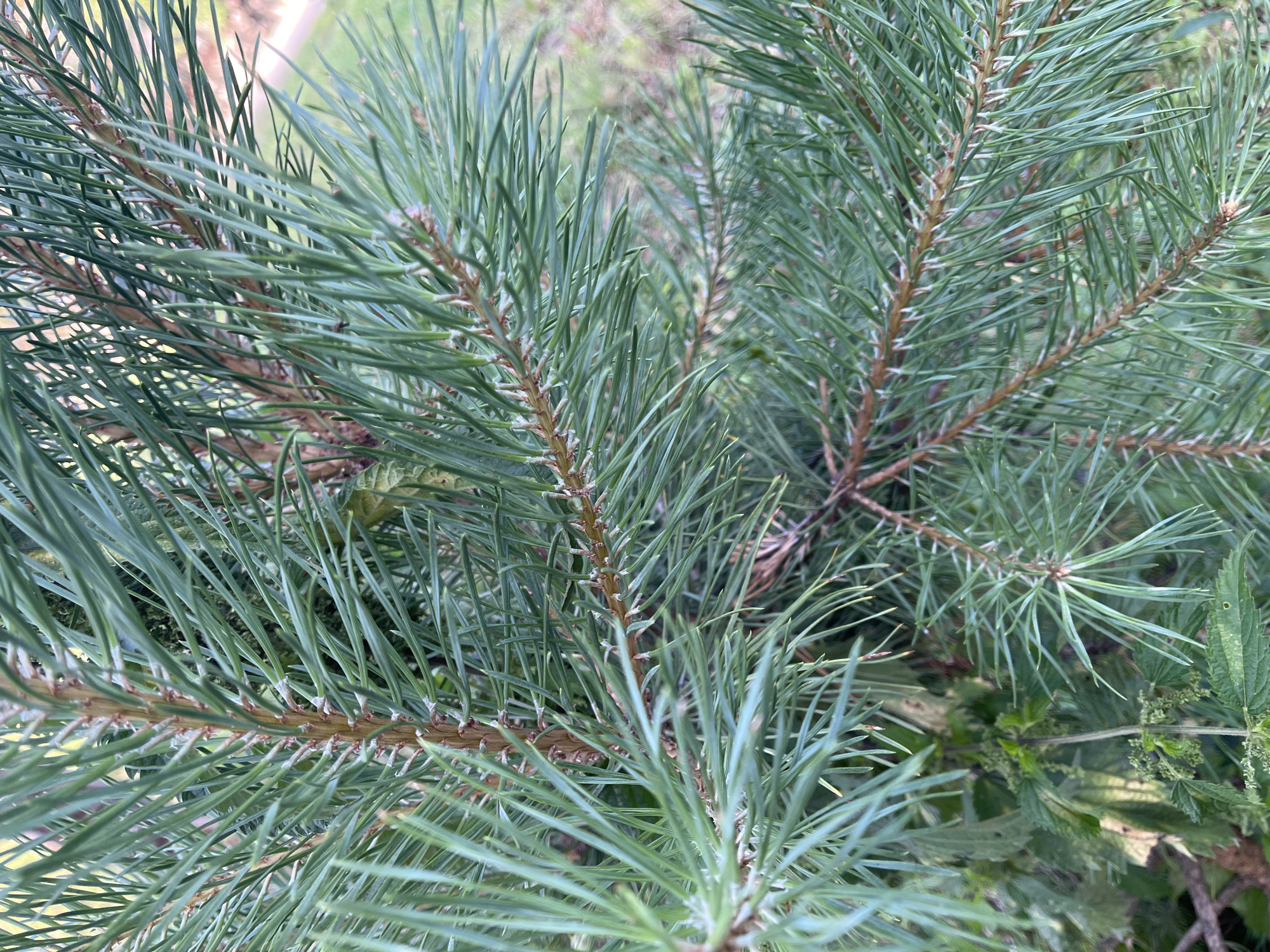 This is a close-up, eye-level, natural light outdoor photograph of pine needles and branches. The needles are long, green, and clustered together on brown stems. In the background, blurred green foliage and patches of brown ground are visible, suggesting a natural environment. There is no indication of human presence or activity. The location is not discernible from the image alone and no specific details about Ivanovo, Russia, can be extracted.