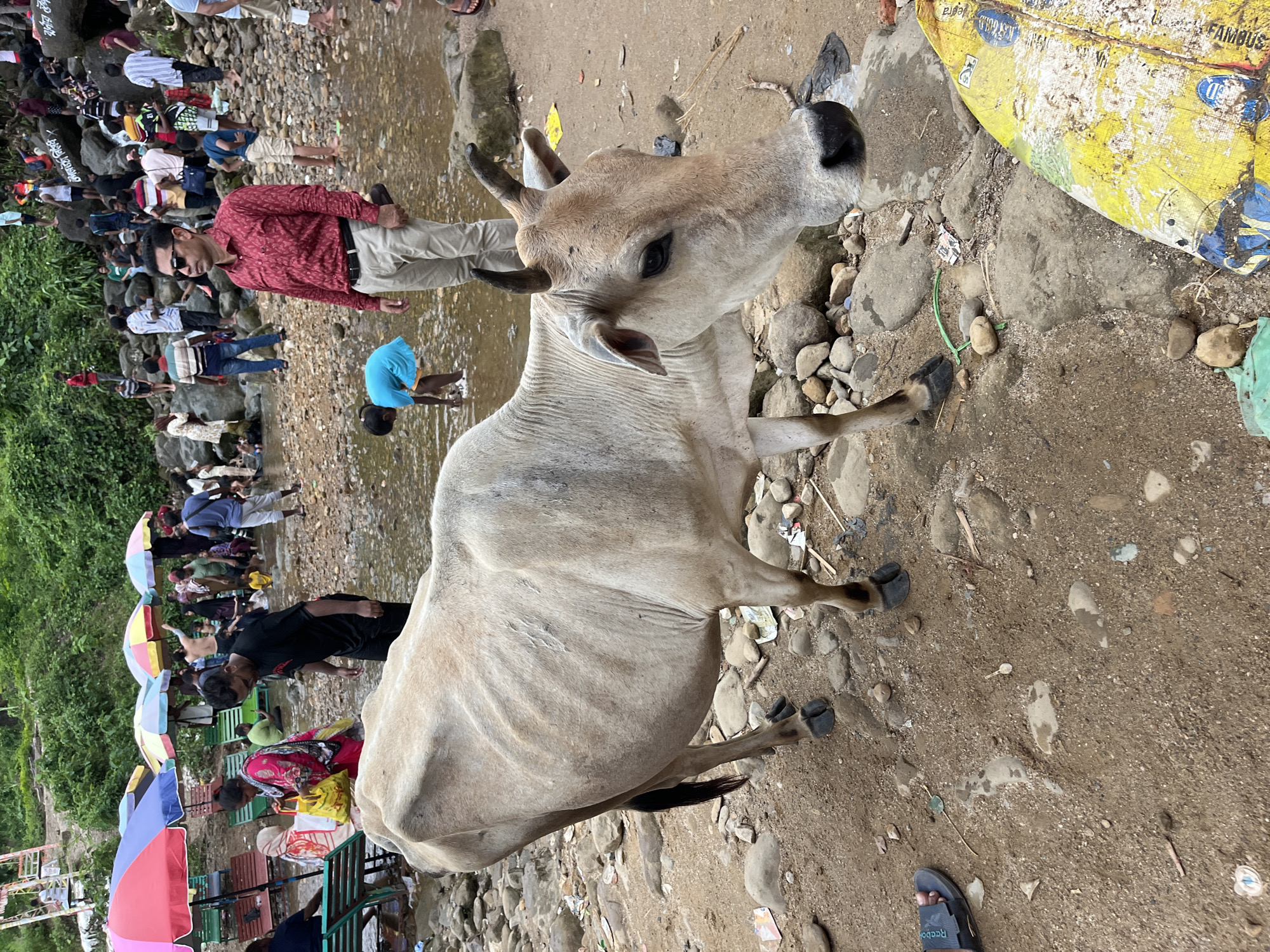 In Jaflong, Bangladesh, a light-colored cow stands on a rocky, sandy bank adjacent to a shallow, clear stream. The cow, facing right and slightly downwards, has dark horns and a dark tail. Behind the cow, a group of people are gathered, some wading in the water and others standing on the bank. In the foreground, to the left, a person wearing a dark sandal stands on the ground, their foot visible. To the far right, a yellow tarp with blue writing is partially visible. In the background, lush green vegetation covers the hills, and colorful umbrellas are scattered among the people.