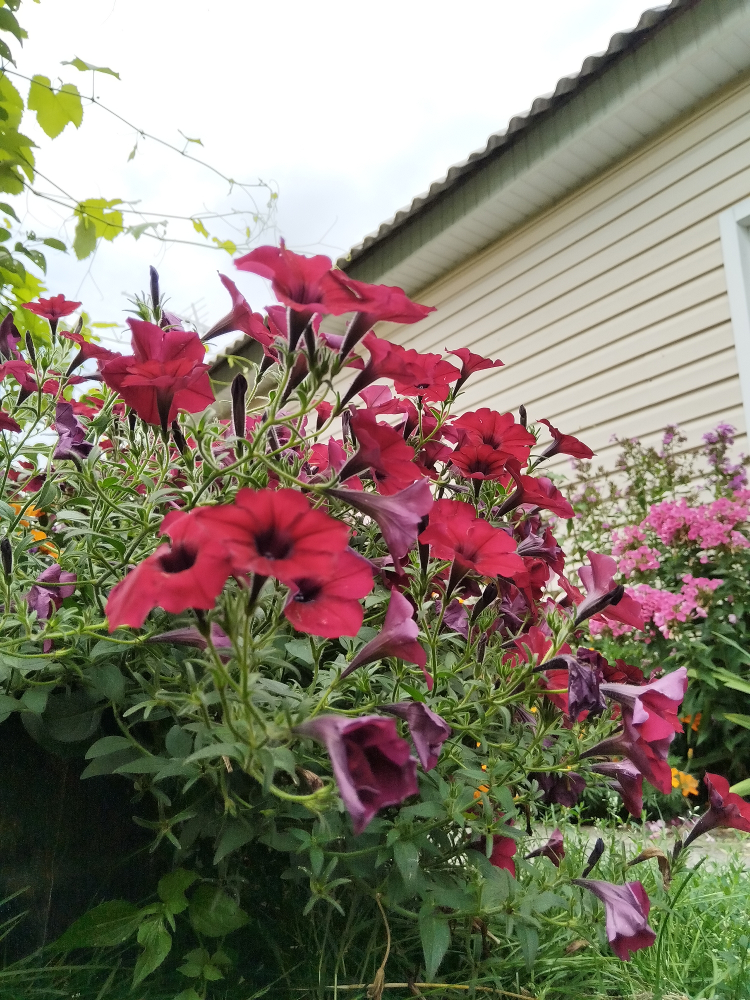 A low-angle, medium shot captures a dense cluster of blooming red petunias in the foreground. Their trumpet-shaped flowers, in various shades of red and deep purple, are the primary focus, with some petals appearing wilted. Green foliage and stems fill the space between the flowers. In the background, a pale yellow, horizontally-sided house with a grey, corrugated roof is visible. To the right of the house, a patch of pink flowers can be seen. The sky above is overcast. The image appears to be taken outdoors, possibly in a garden or yard, in the vicinity of Дварэцкі сельскі Савет, Belarus. There are no people or animals present in the frame.