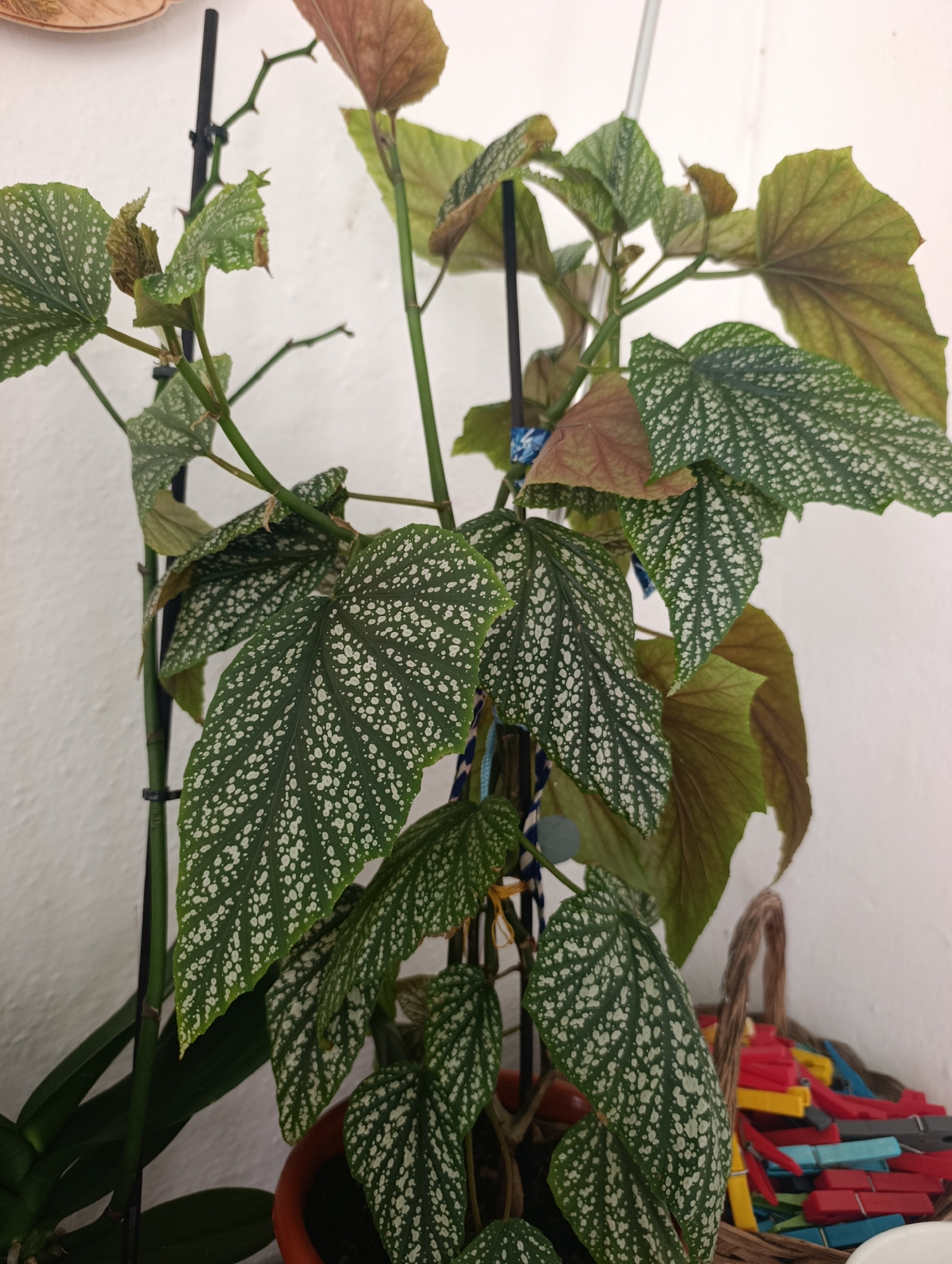 A potted begonia plant with large, green leaves speckled with white dots is positioned in the foreground. The plant has several stems with some browning and wilting leaves. A black support stake is visible behind the plant. In the background, a woven basket filled with colorful clothespins is partially visible. The scene appears to be indoors, with a white textured wall as the backdrop. The image does not contain any elements that indicate its location in Setúbal, Portugal.