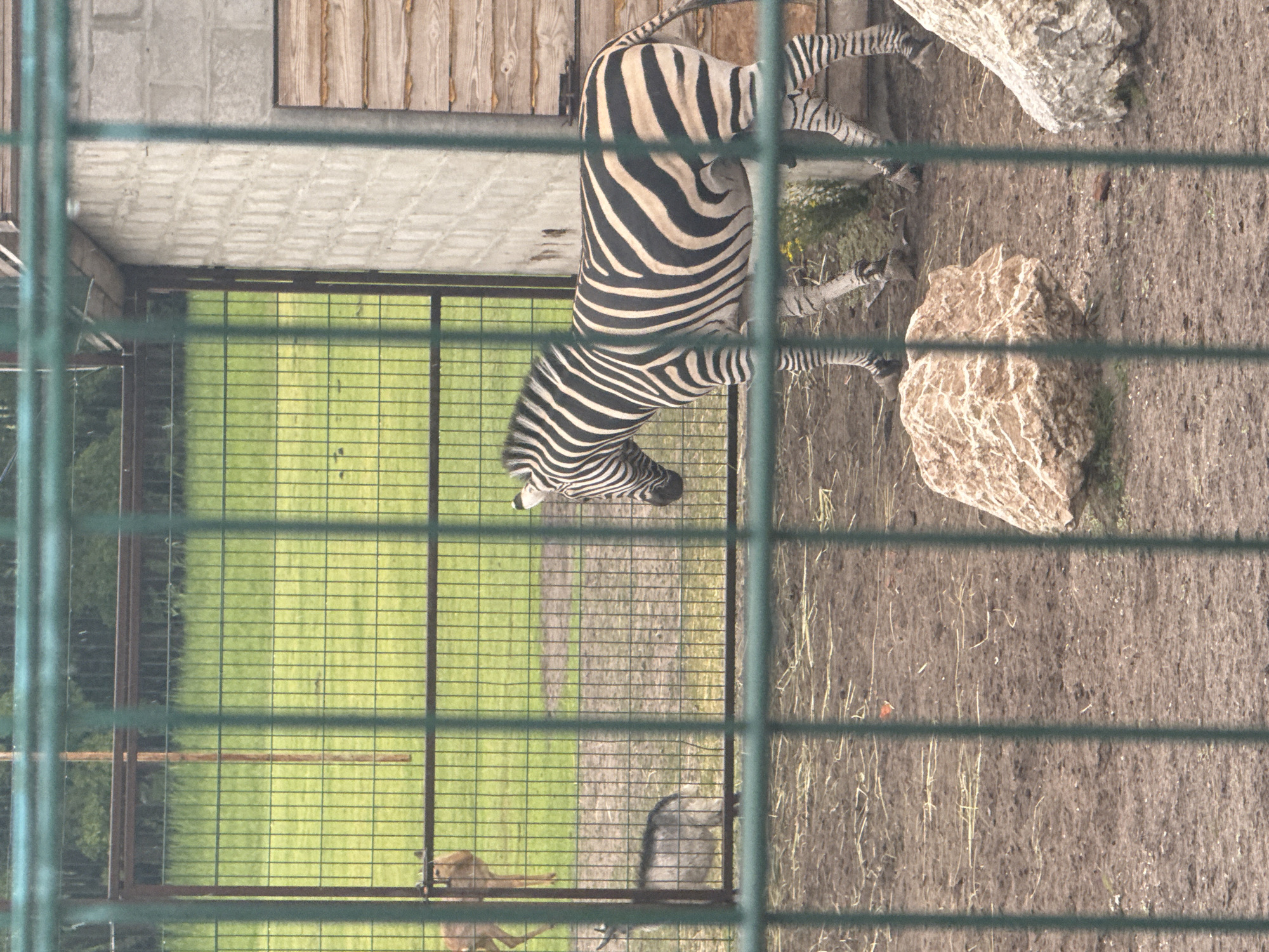 The image shows a zebra in an enclosure at a zoo, with a fence in the foreground. The enclosure has a dirt floor with some rocks and grass. In the background, there is a building made of concrete blocks and wood, and a grassy area. There is also a goat or sheep and a deer in the background. The image is taken in Zaliznychne, Ukraine.