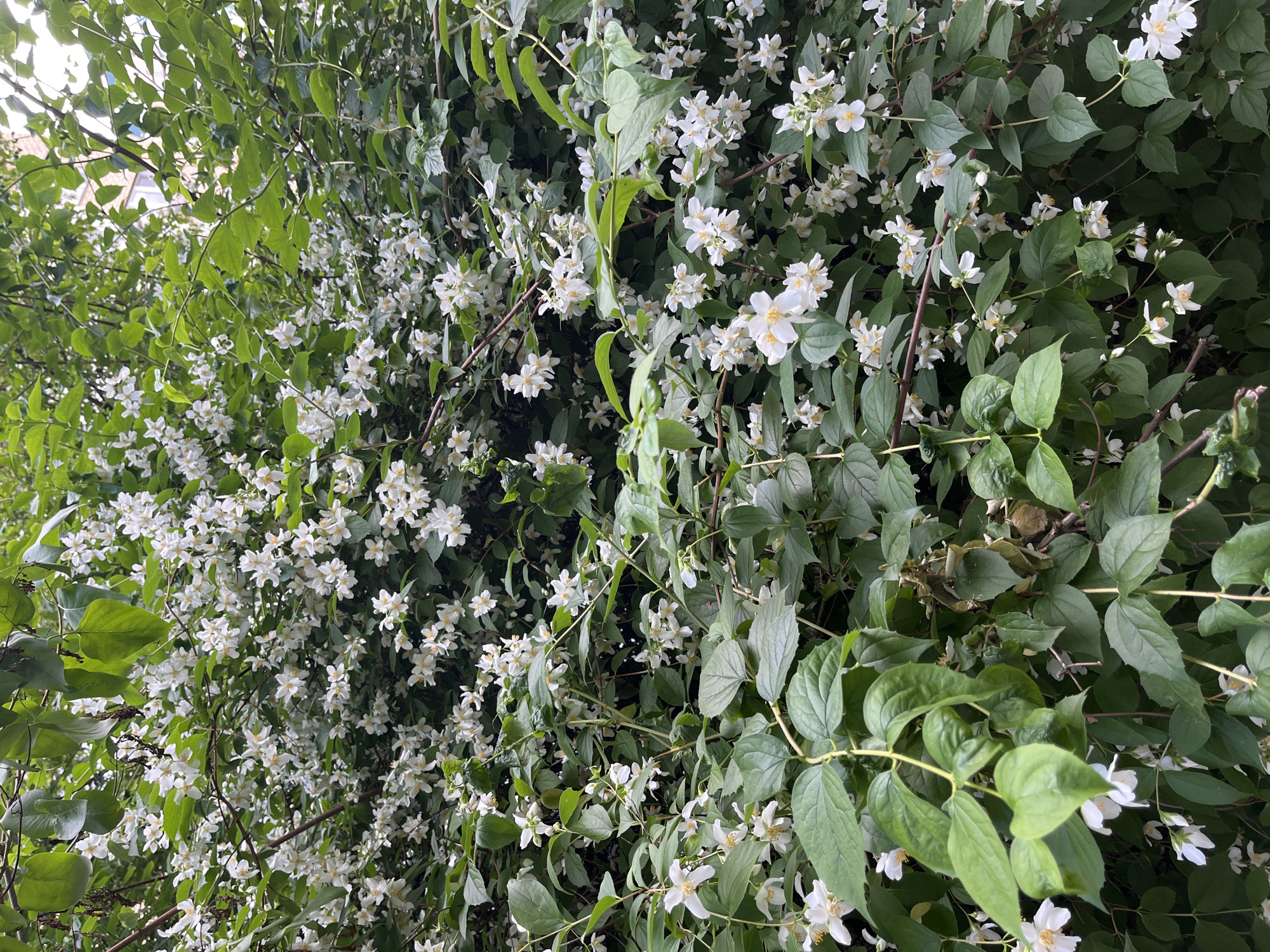 The image displays a close-up view of a densely packed jasmine bush in bloom, its branches heavily laden with small, white, star-shaped flowers and vibrant green leaves. The lighting suggests an overcast or shaded day, casting soft shadows. In the upper right corner of the image, a portion of a building with windows is visible, indicating an urban setting. This scene is consistent with a residential area in Moscow, Russia, where such flowering shrubs are commonly found in courtyards and public spaces during the blooming season. No people are present in the frame, and no specific actions are depicted other than the passive presence of the flora.