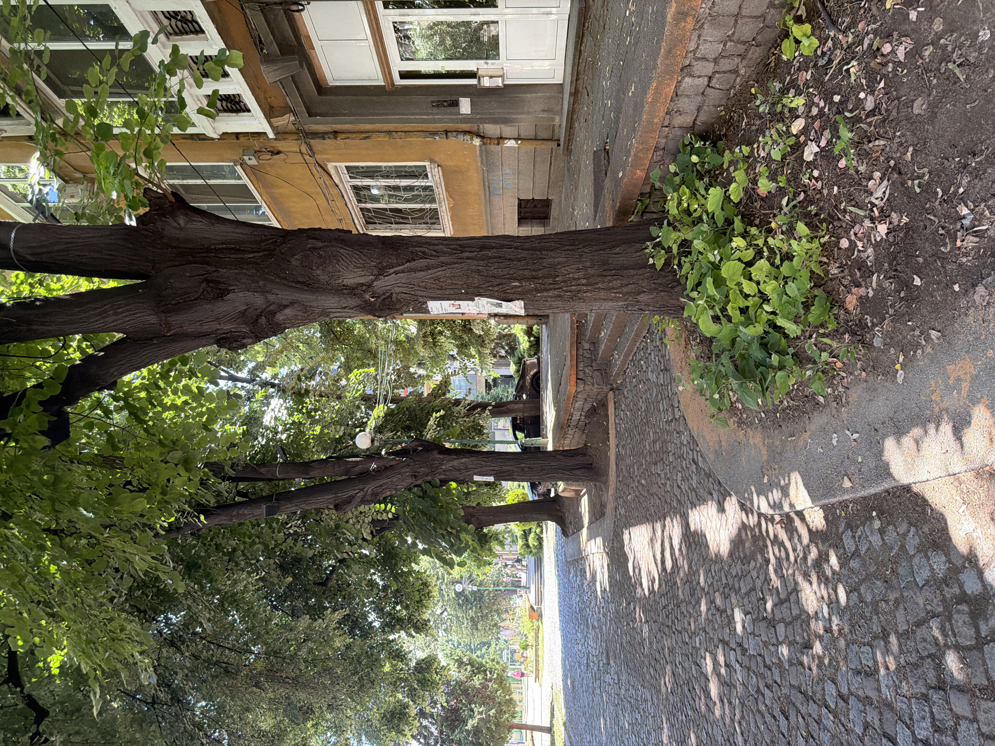 The image depicts a sun-dappled cobblestone street in Pazardzhik, Bulgaria, lined with mature trees on the left and a yellow building on the right. A cobblestone path curves towards the right side of the image, bordered by a stone wall and steps leading up to the building. A large tree trunk stands prominently in the foreground, with green foliage overhead. The building features windows with decorative white grates and a white double door. In the background, the street continues, with more trees and a glimpse of buildings and people. Sunlight casts shadows from the trees onto the cobblestones, creating a textured pattern. The scene appears to be a quiet urban street on a bright day.