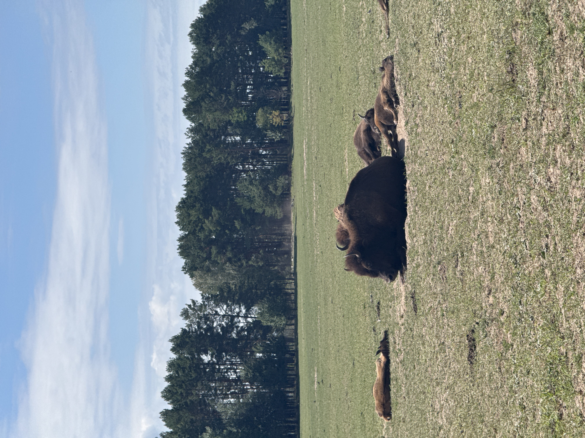 In a meadow near Strakholissia, Ukraine, a herd of European bison rests on a dry, grassy field. The sky above is a pale blue with scattered white clouds. A dense line of dark green coniferous trees forms the background horizon. In the foreground, the bison are sprawled out, some lying on their sides, others resting on their bellies. One large bison is prominently positioned, its head facing towards the viewer. Dust or pollen is visible in the air in front of the treeline, suggesting a dry and windy condition.